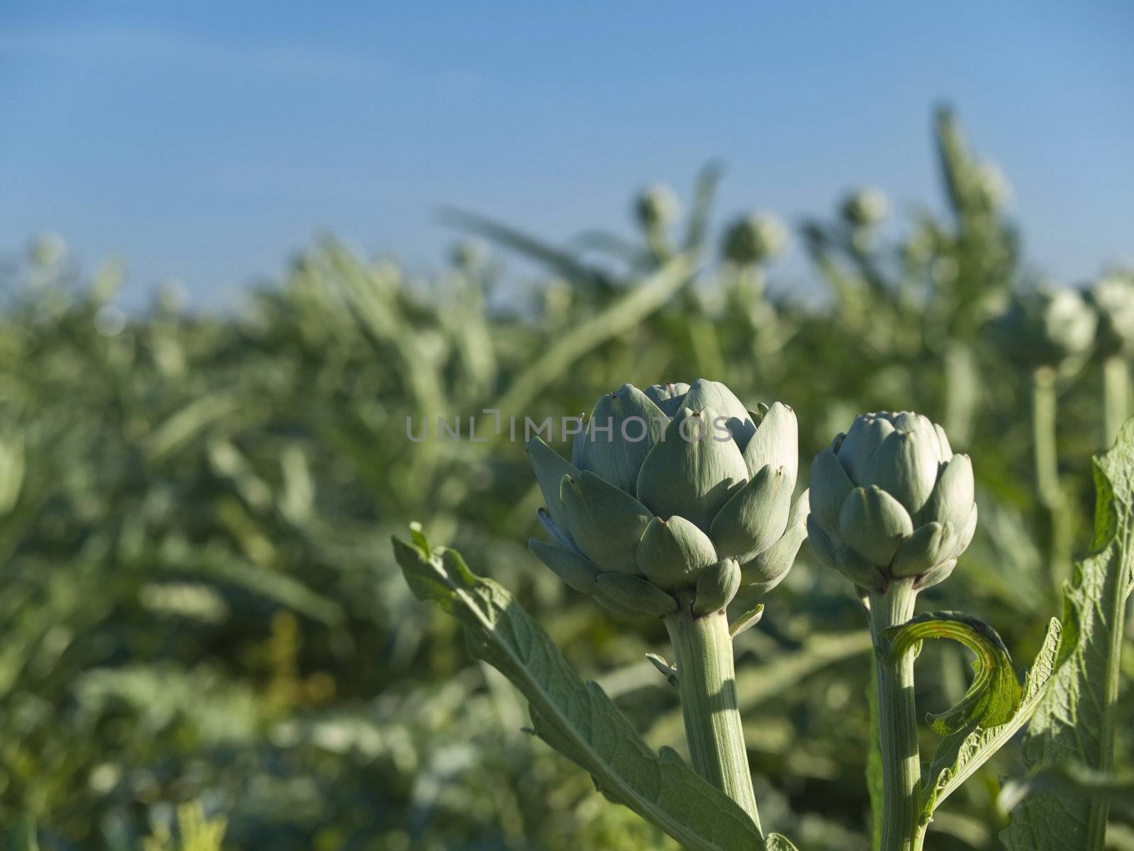 Two artichokes among the rest. Focus on the foreground.