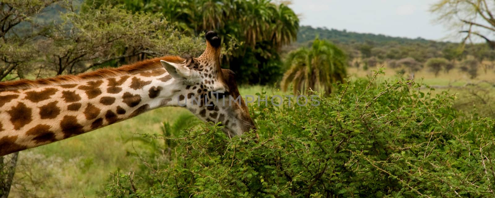 the head and neck of a giraffe feeding in Serengeti