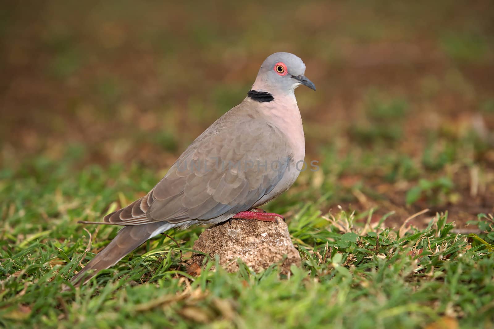 An African Mourning Dove (Streptopelia decipiens) in the Kruger National Park, South Africa.