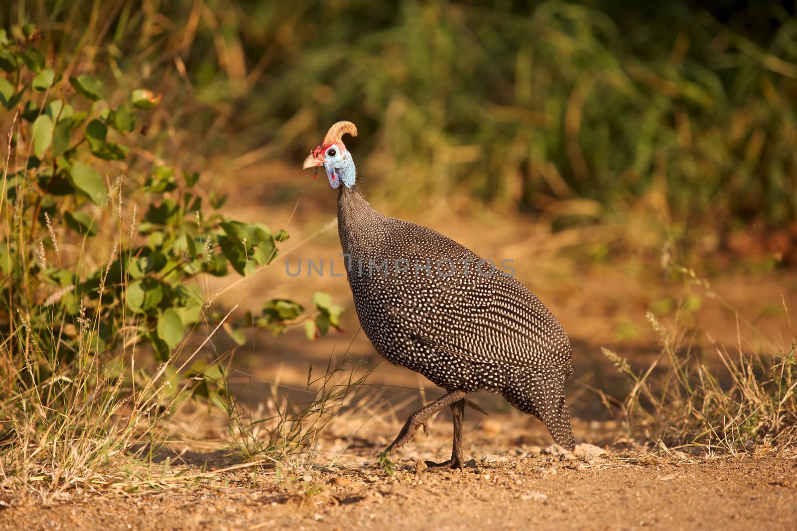 A Helmeted Guineafowl (Numida meleagris) in Kruger National Park, South Africa.