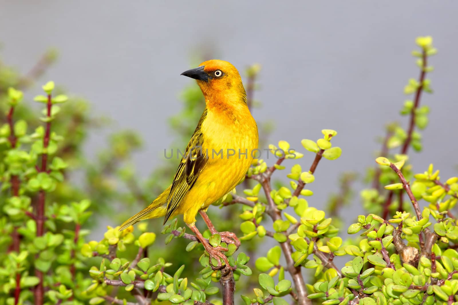 A male Cape Weaver (Ploceus capensis) perching on a spekboom tree (Portulacaria afra) in the Eastern Cape, South Africa.