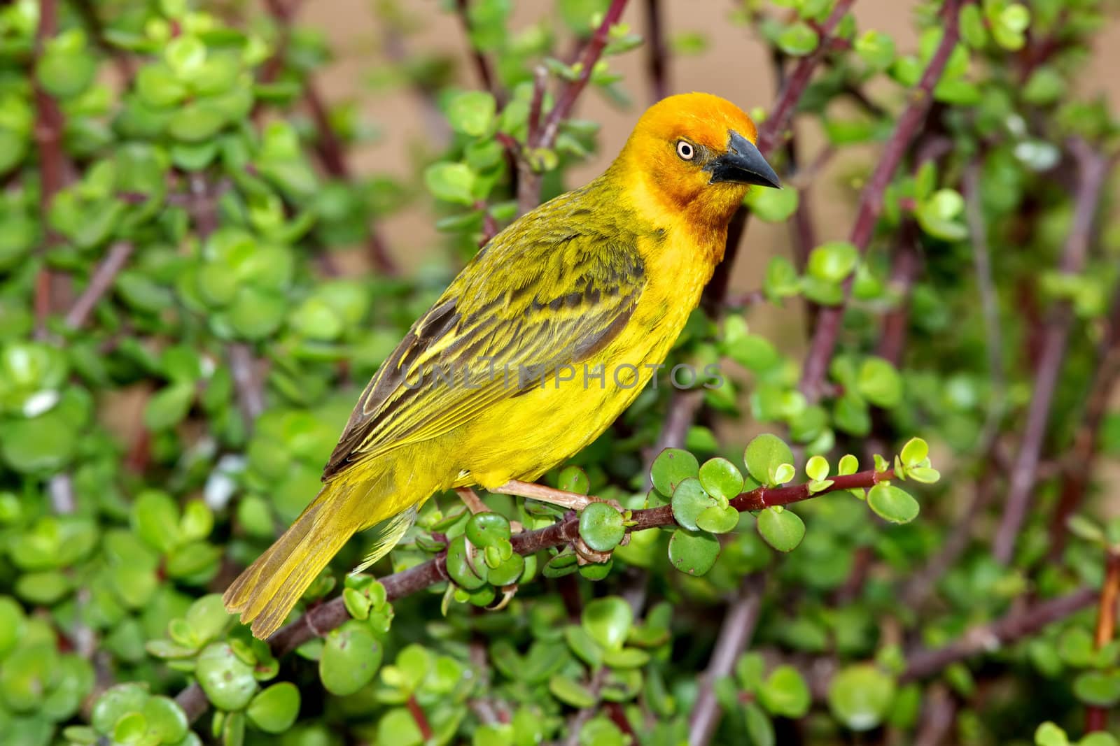 A male Cape Weaver (Ploceus capensis) perching on a spekboom tree (Portulacaria afra) in the Eastern Cape, South Africa.