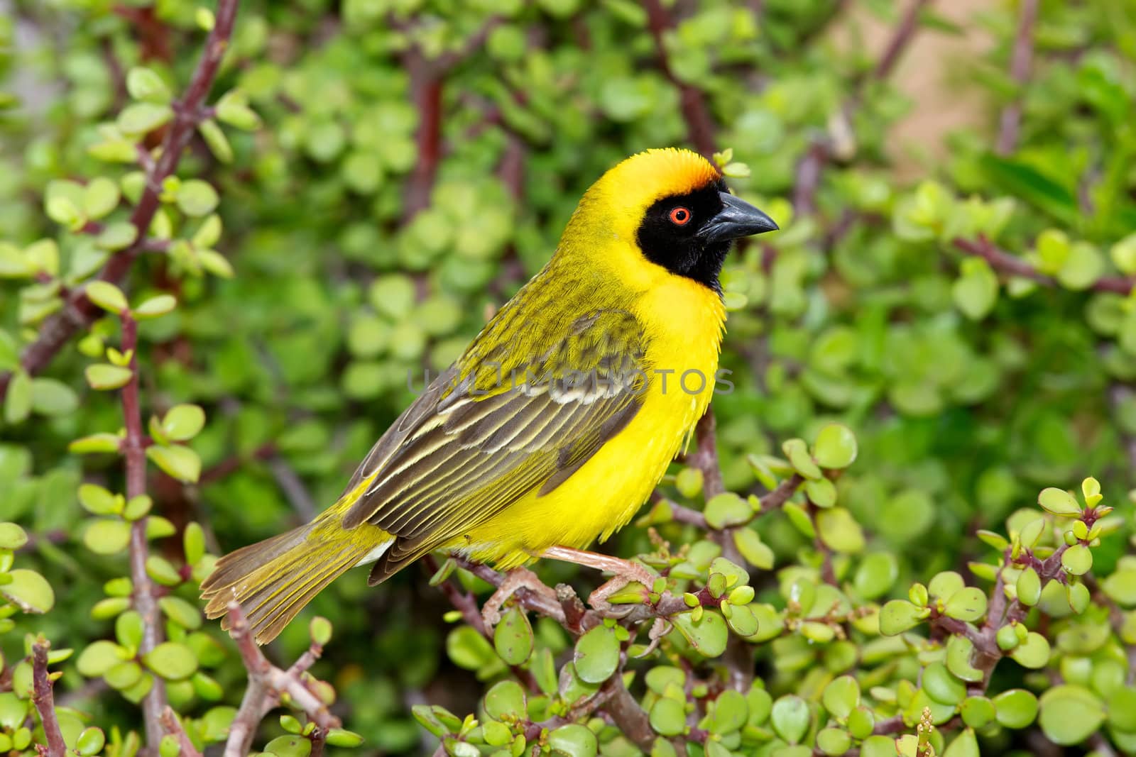 Southern Masked Weaver by zambezi