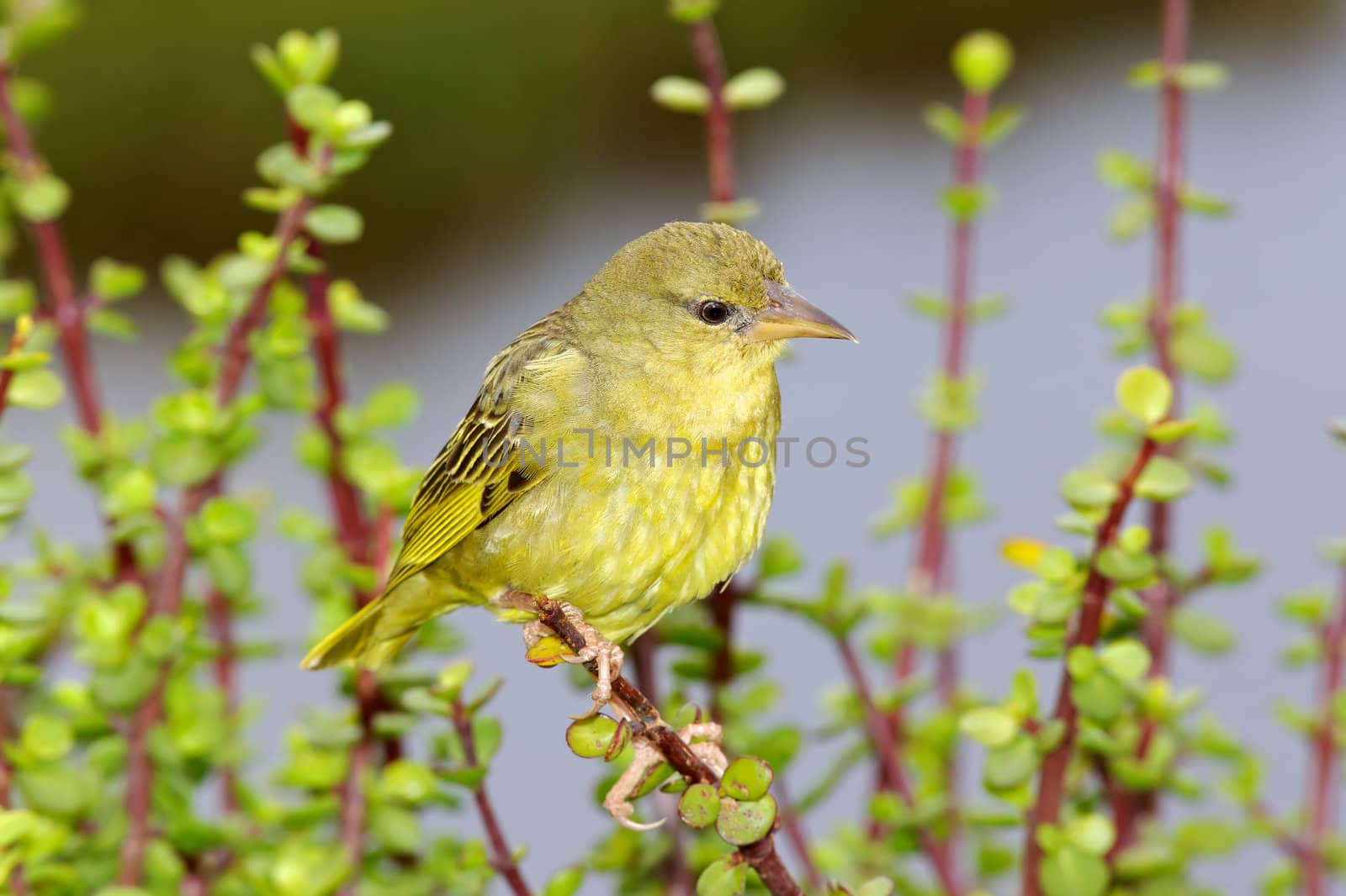 A female Southern Masked Weaver (Ploceus velatus) perching on a spekboom tree (Portulacaria afra) in the Eastern Cape, South Africa.