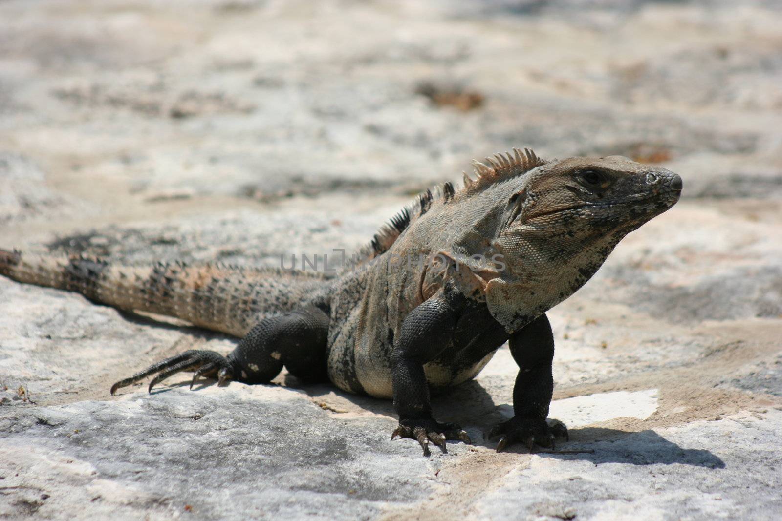 Mexican Iguana