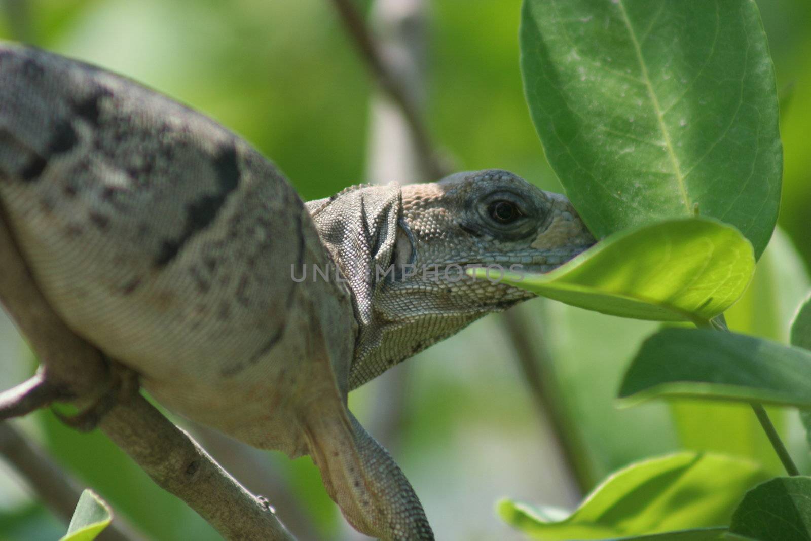 Mexican Iguana