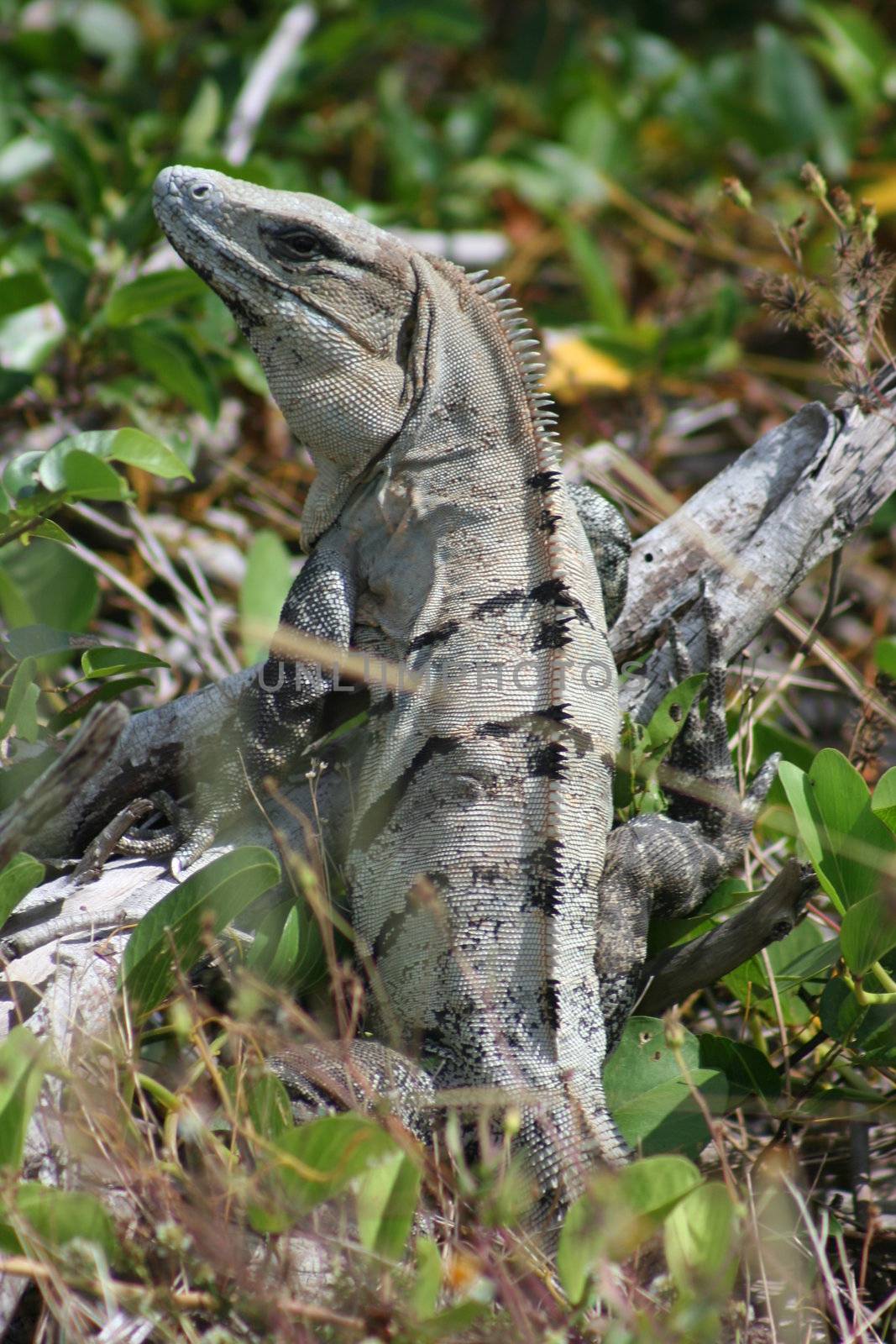 Mexican Iguana