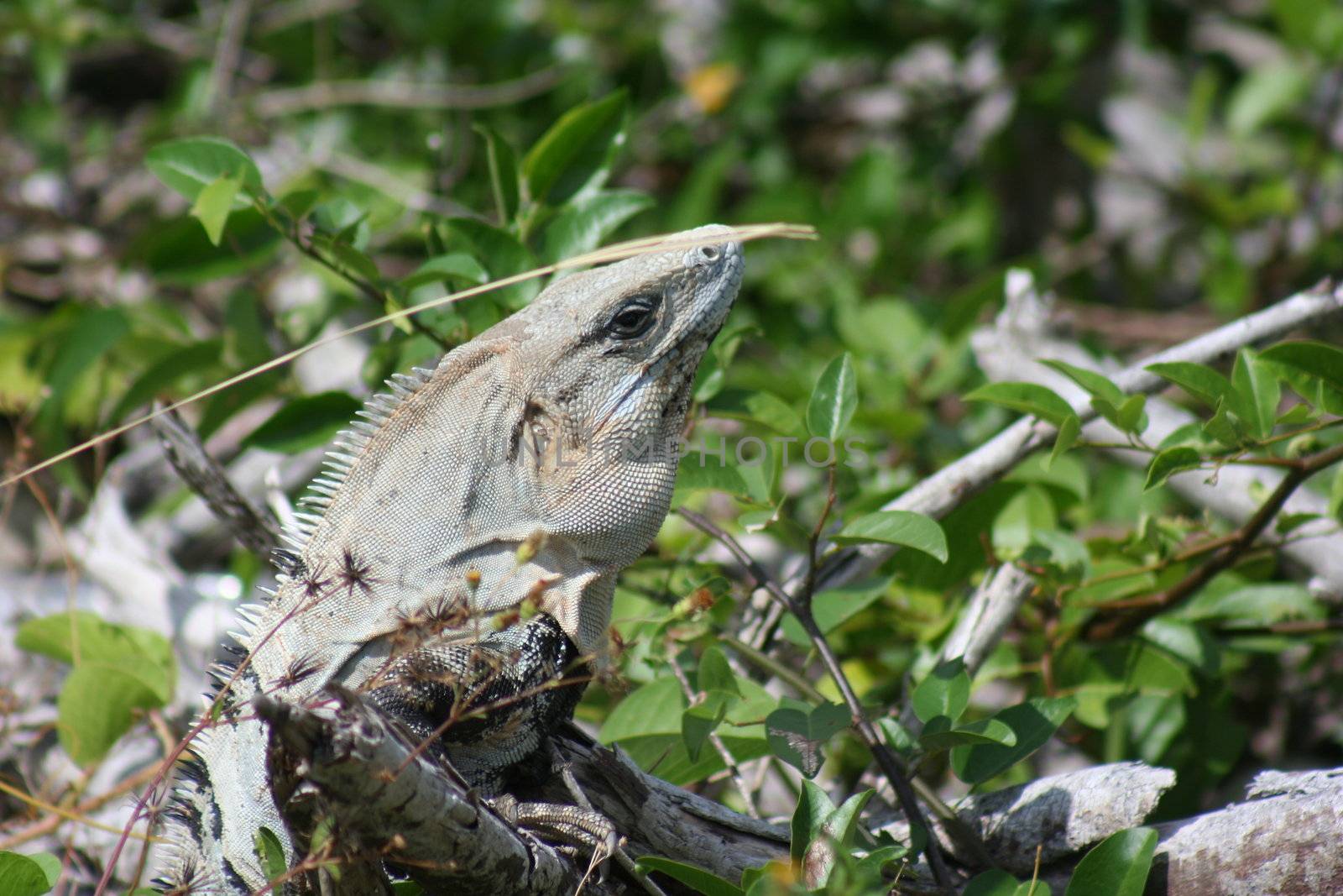 Mexican Iguana