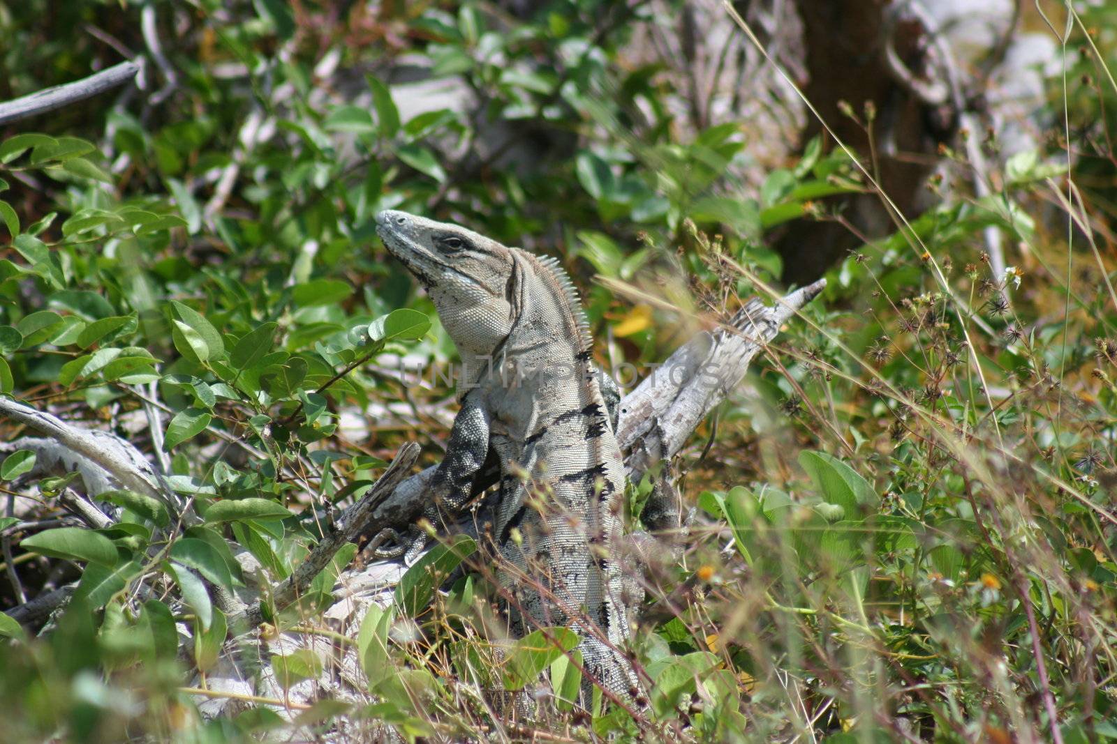 Mexican Iguana