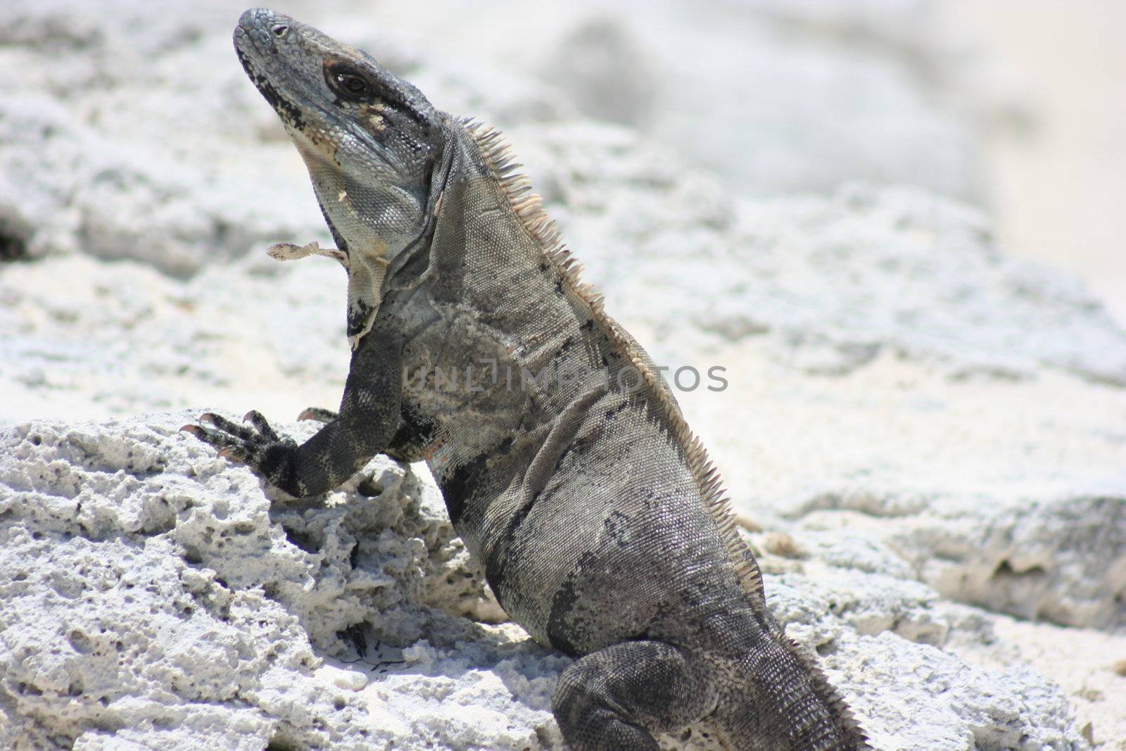 Mexican Iguana