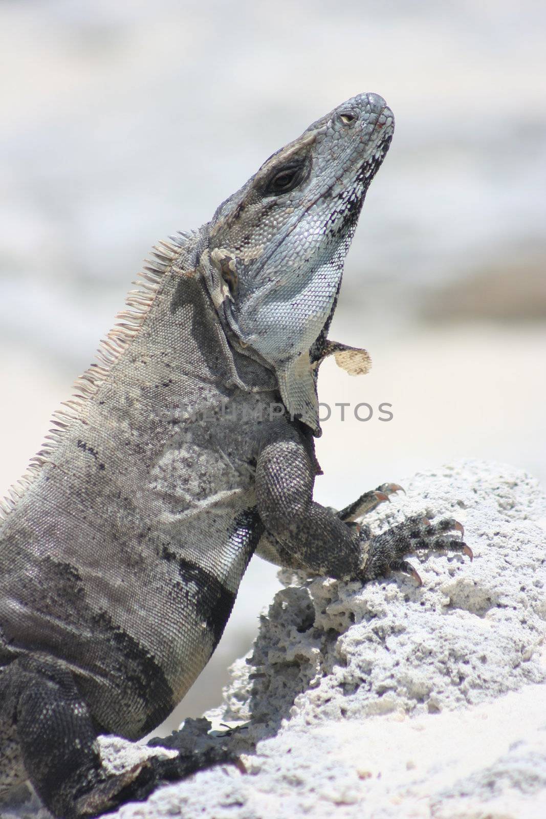 Mexican Iguana