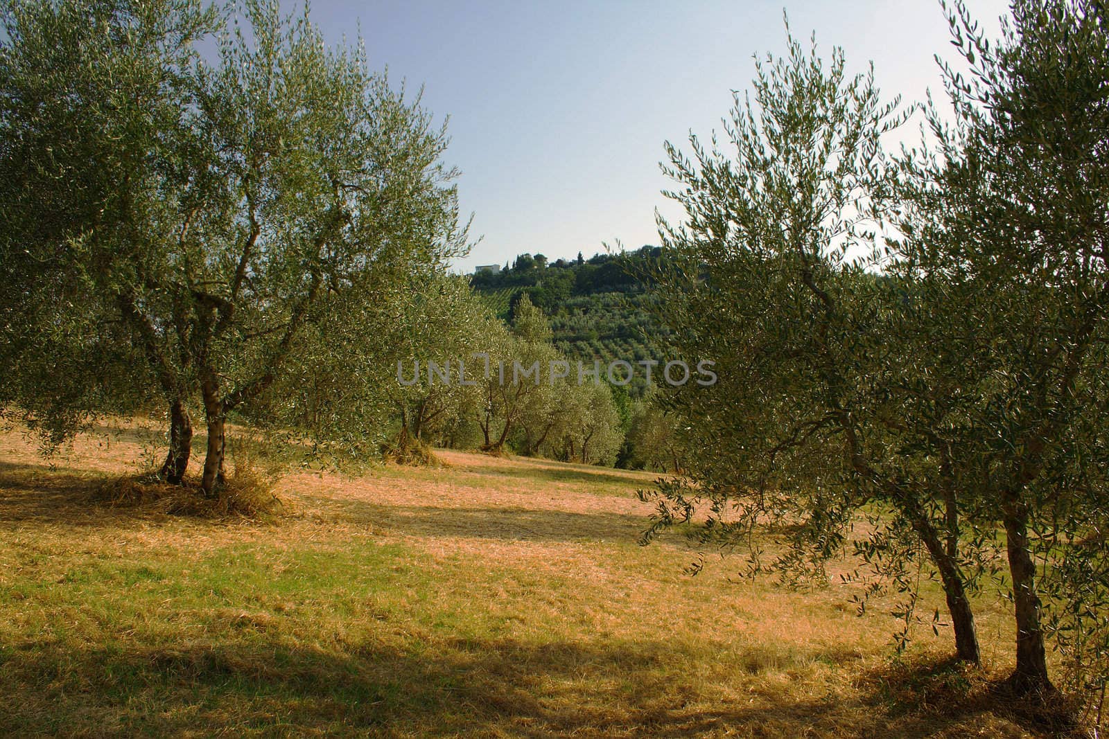 Tuscany landscape including olive trees and a hill in the distance