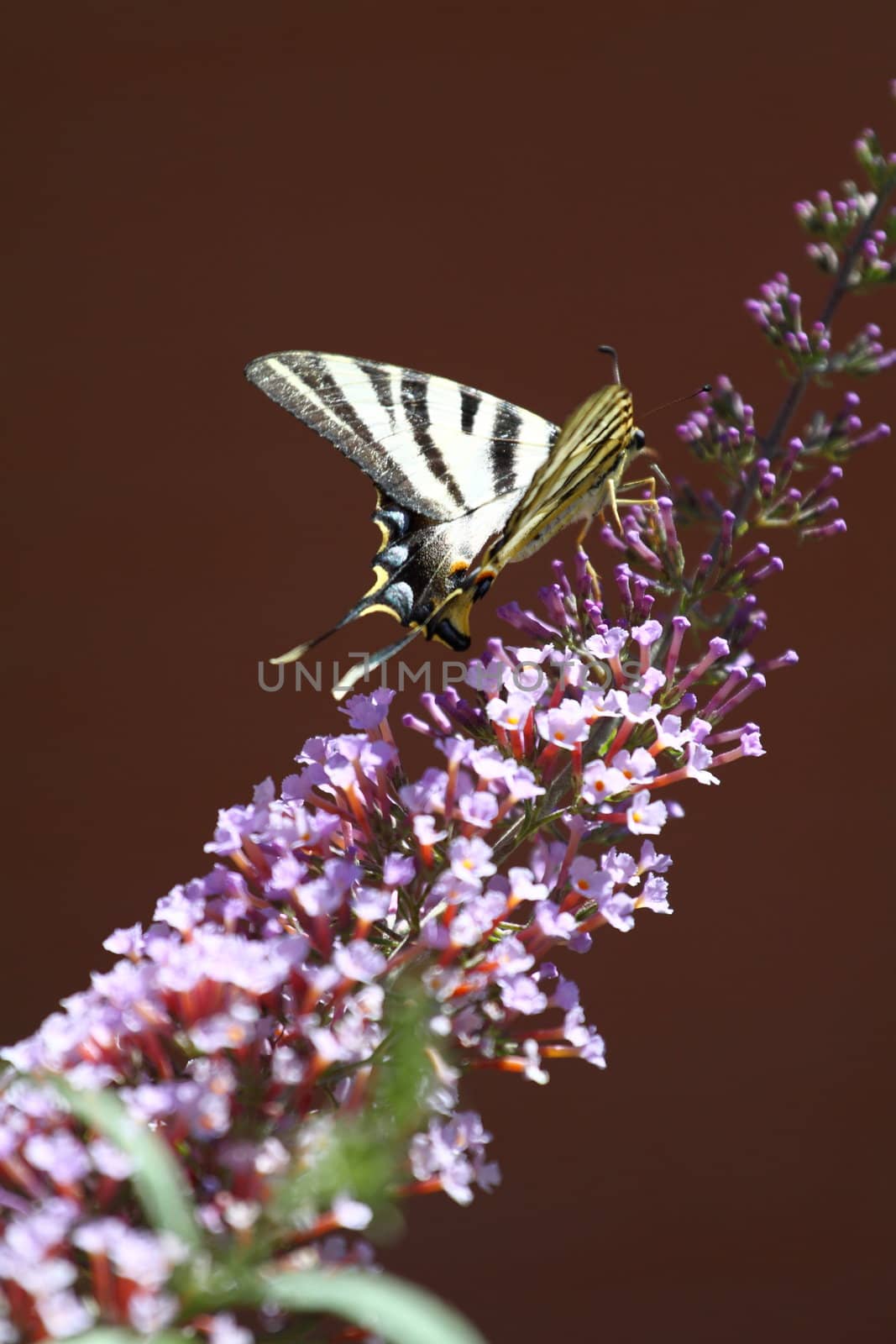 Butterfly by mariusz_prusaczyk