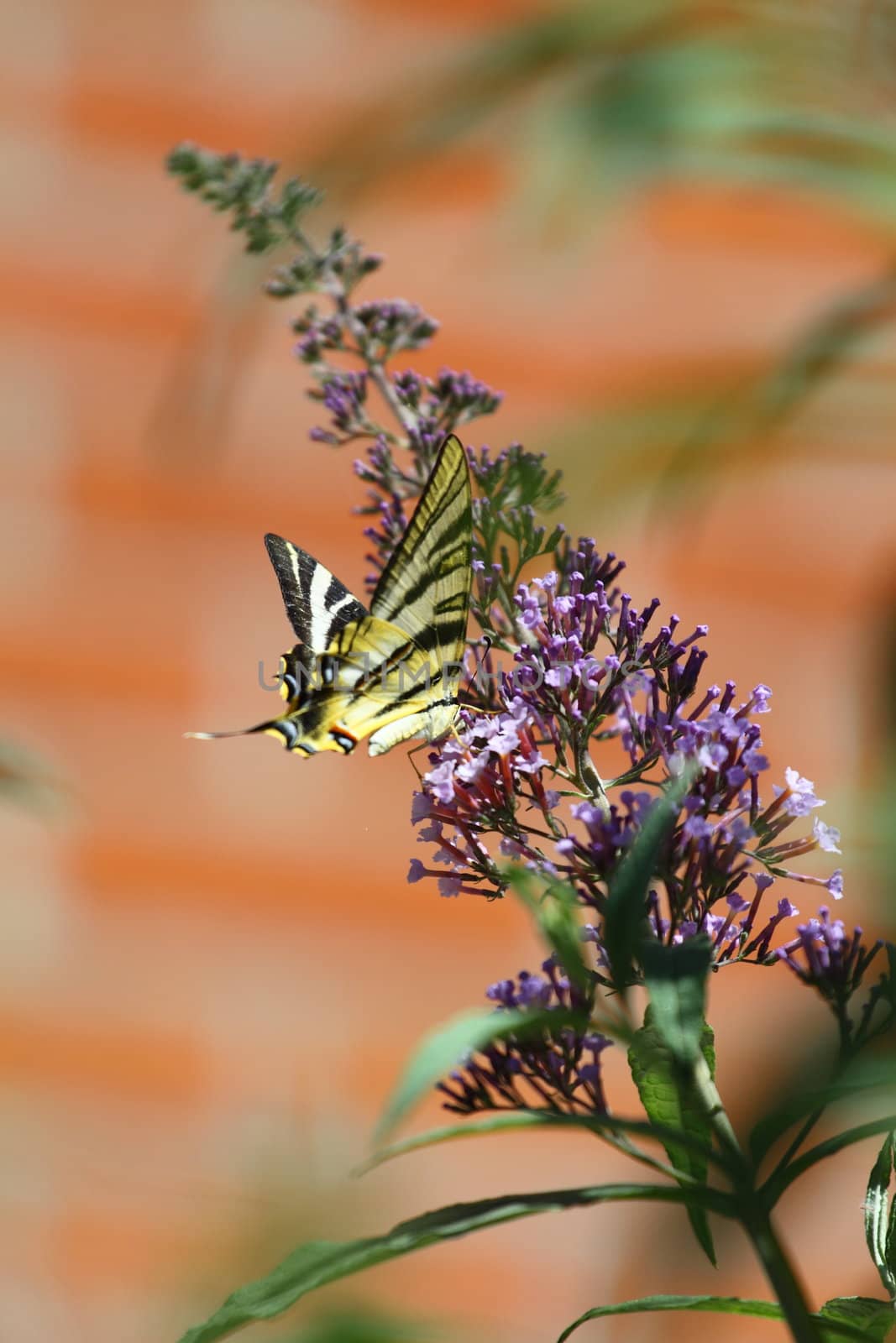 Butterfly by mariusz_prusaczyk