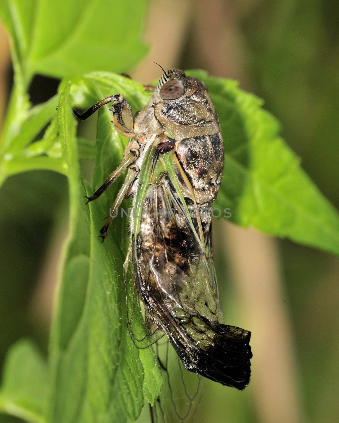 A cicada perched on a plant leaf molting.