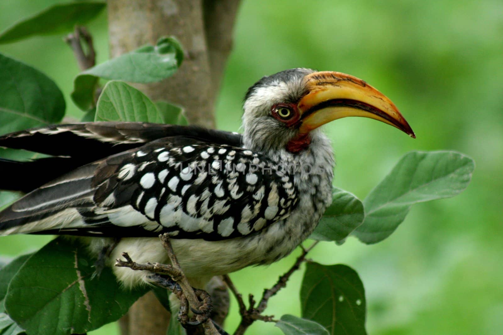 Botswana Bird