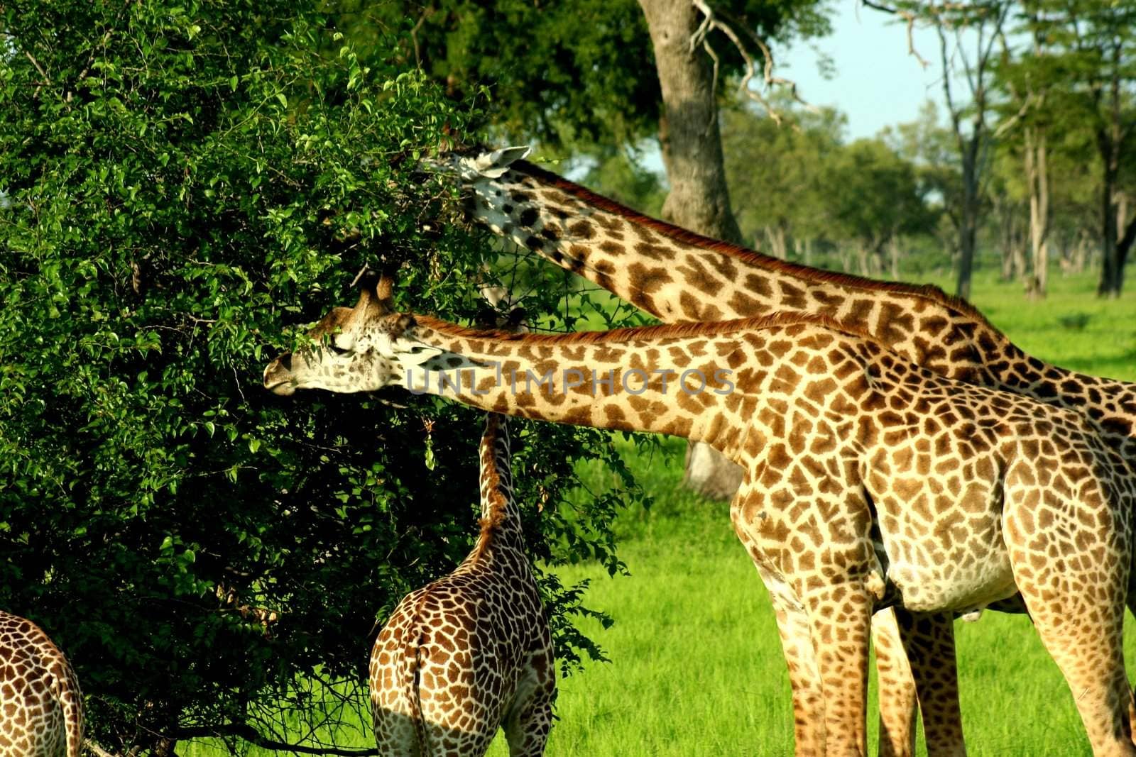 Zambia Giraffe