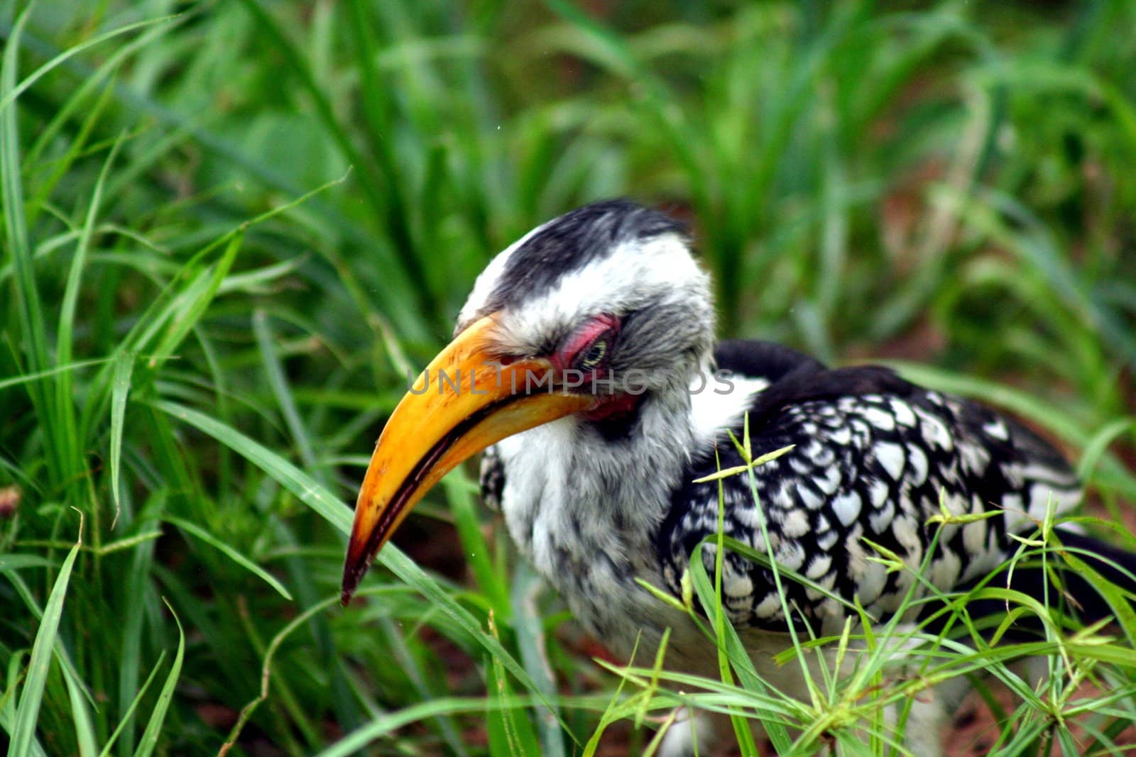 Botswana Bird