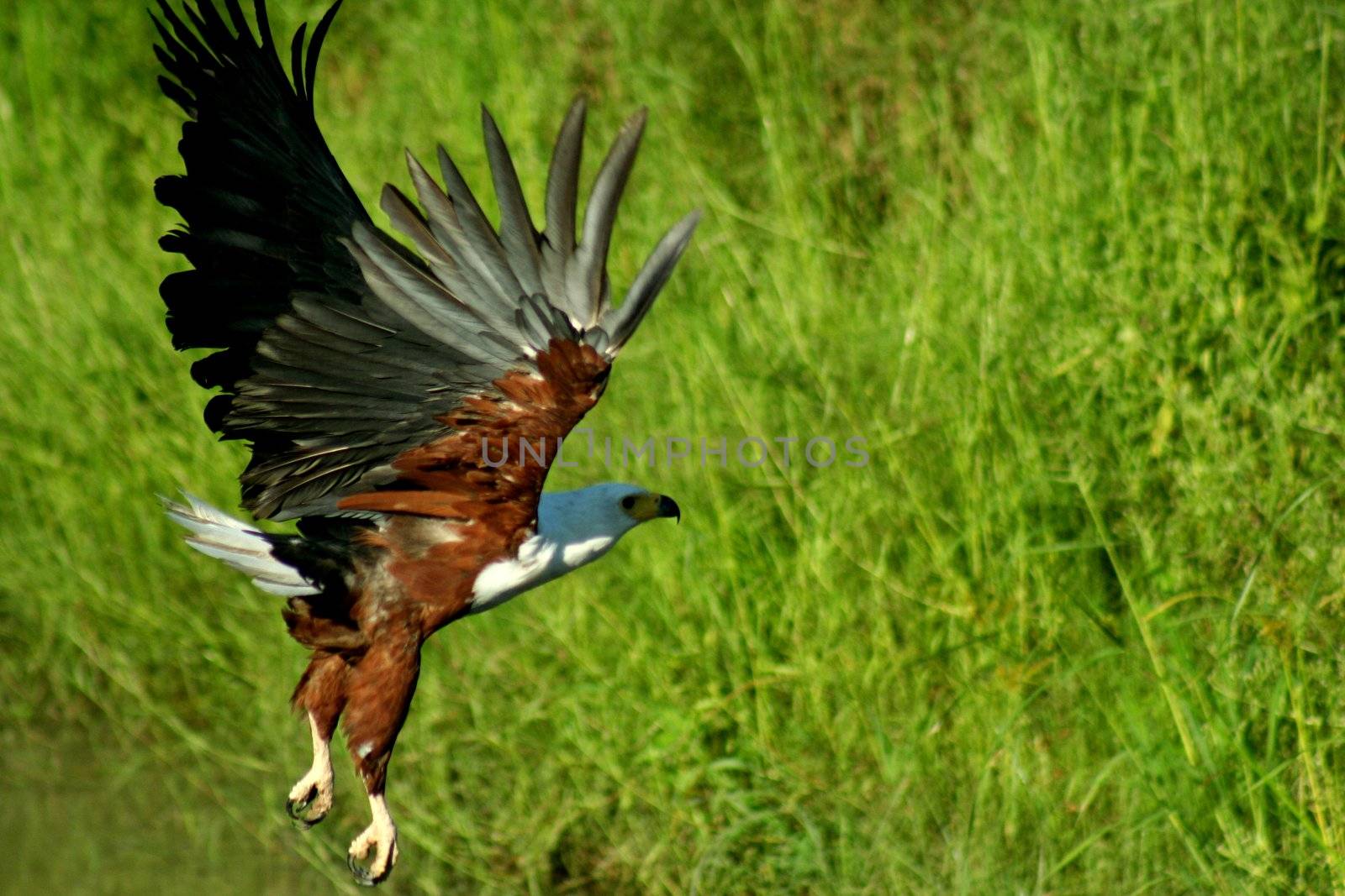 Zambia Eagle