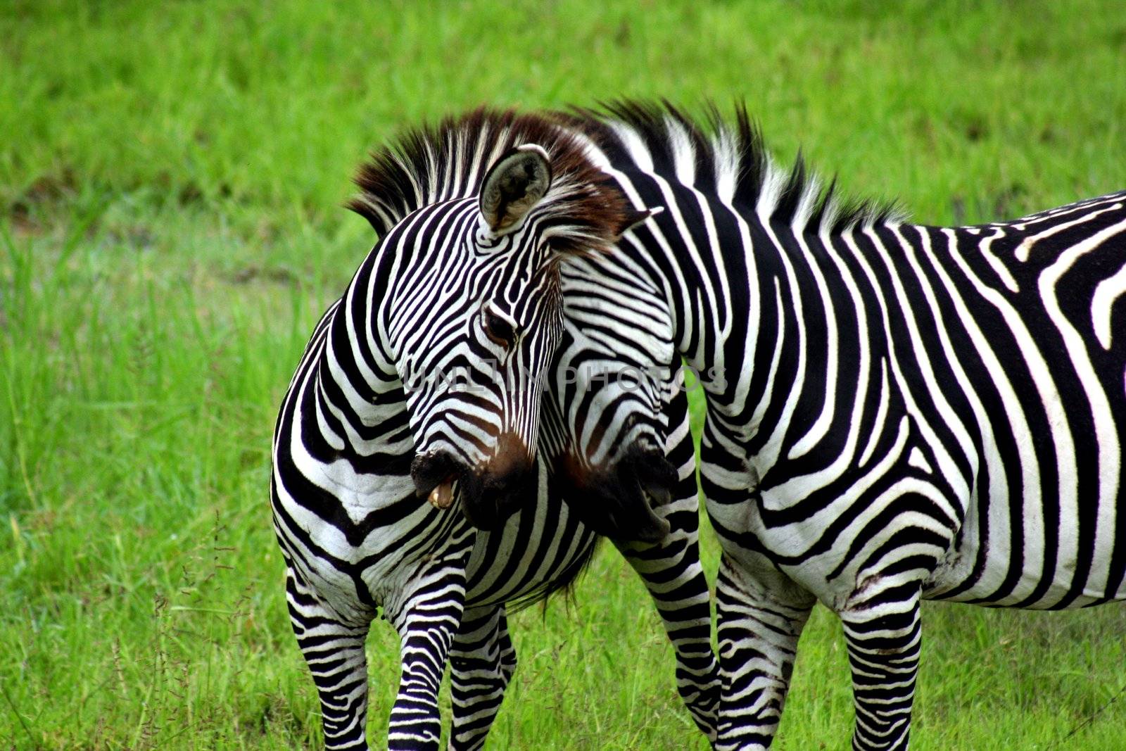 Zambia Zebras