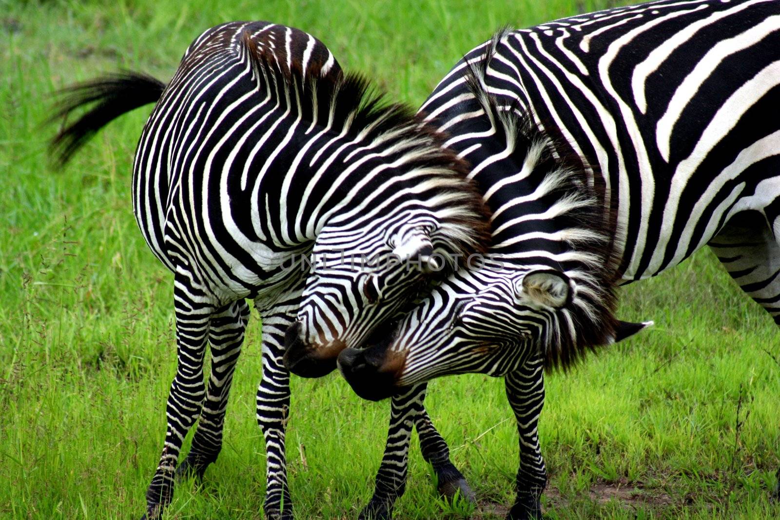 Zambia Zebras