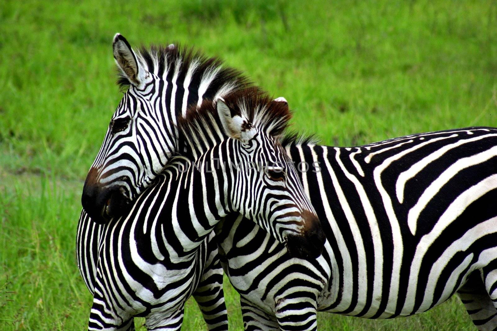 Zambia Zebras