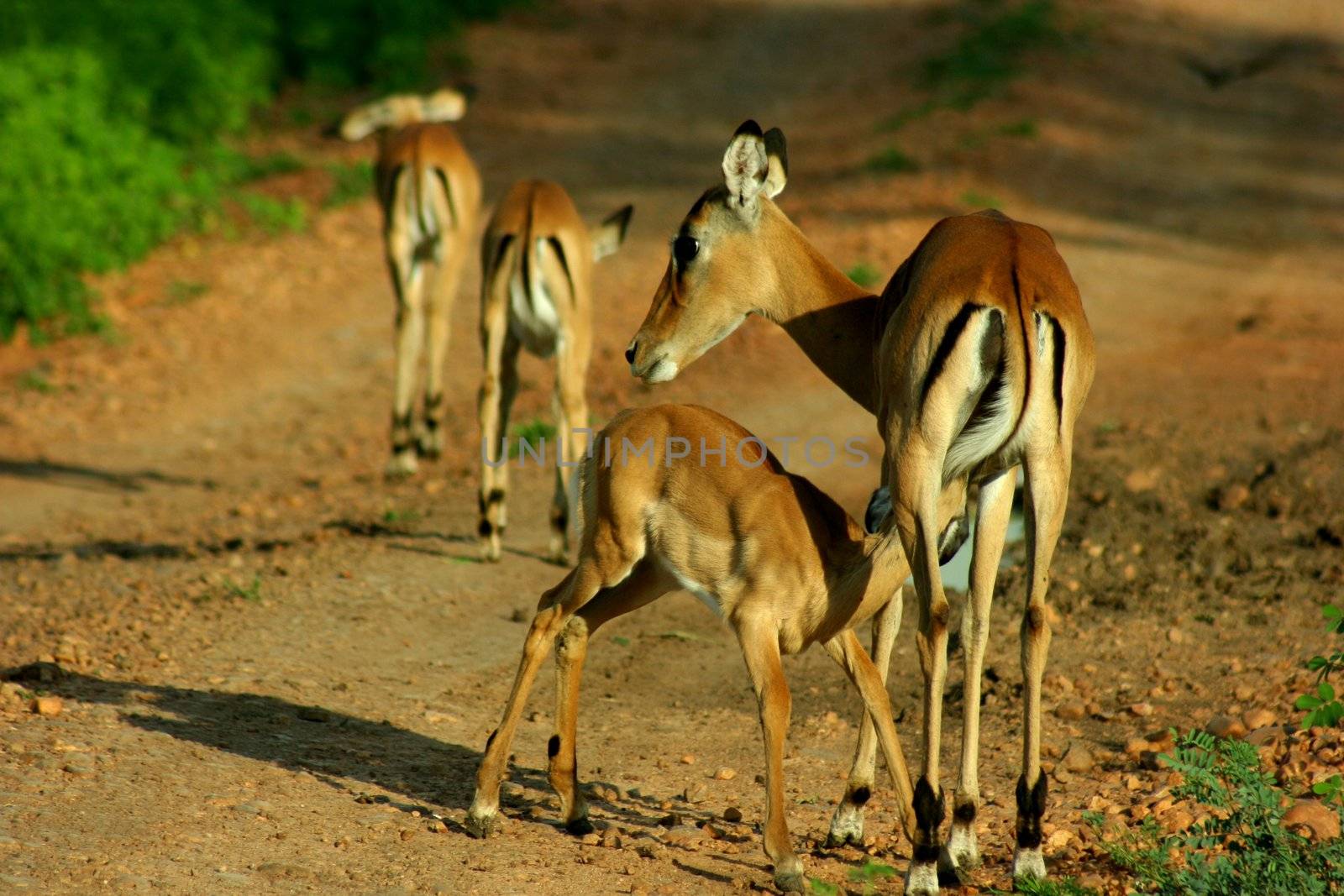 Zambia Antilopes
