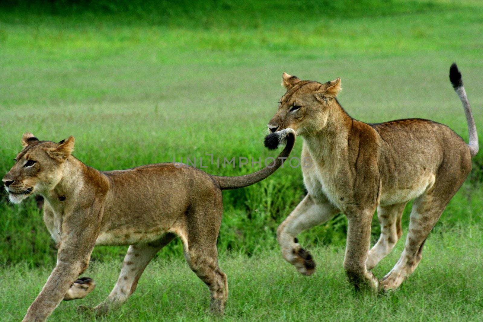 Zambia Lions