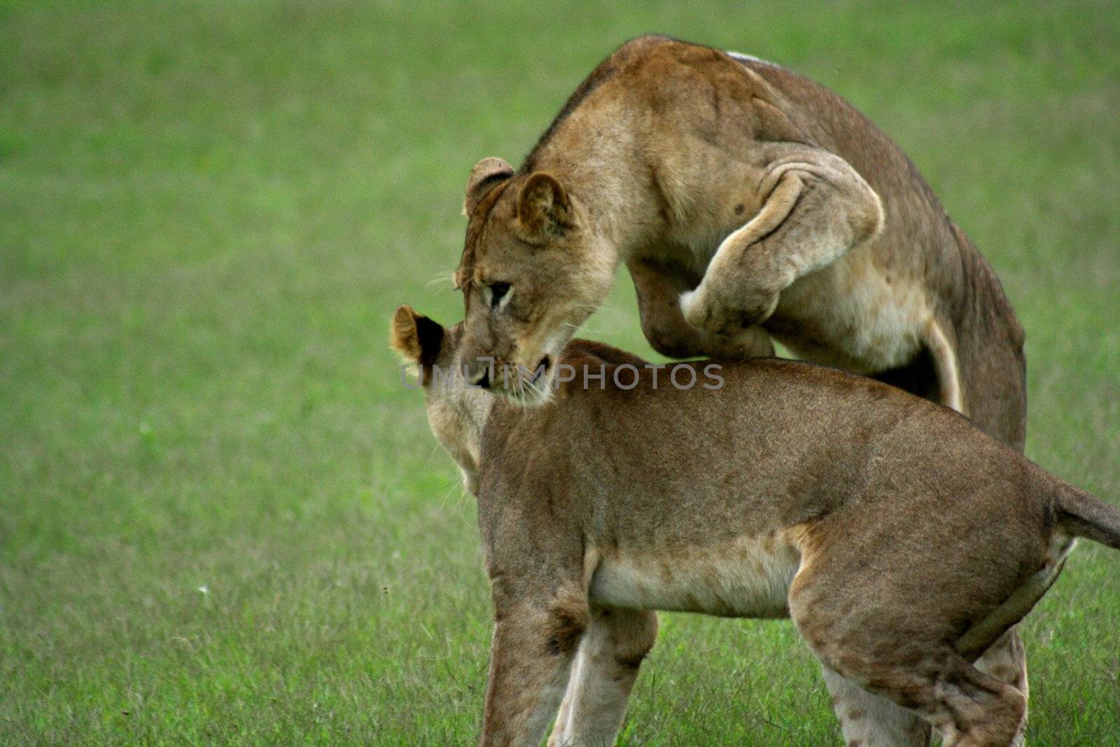 Zambia Lions