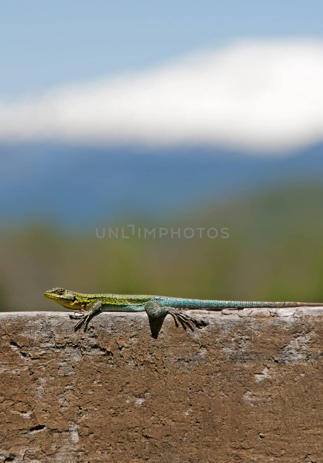 A curious Iguana in Pucon, Chile 