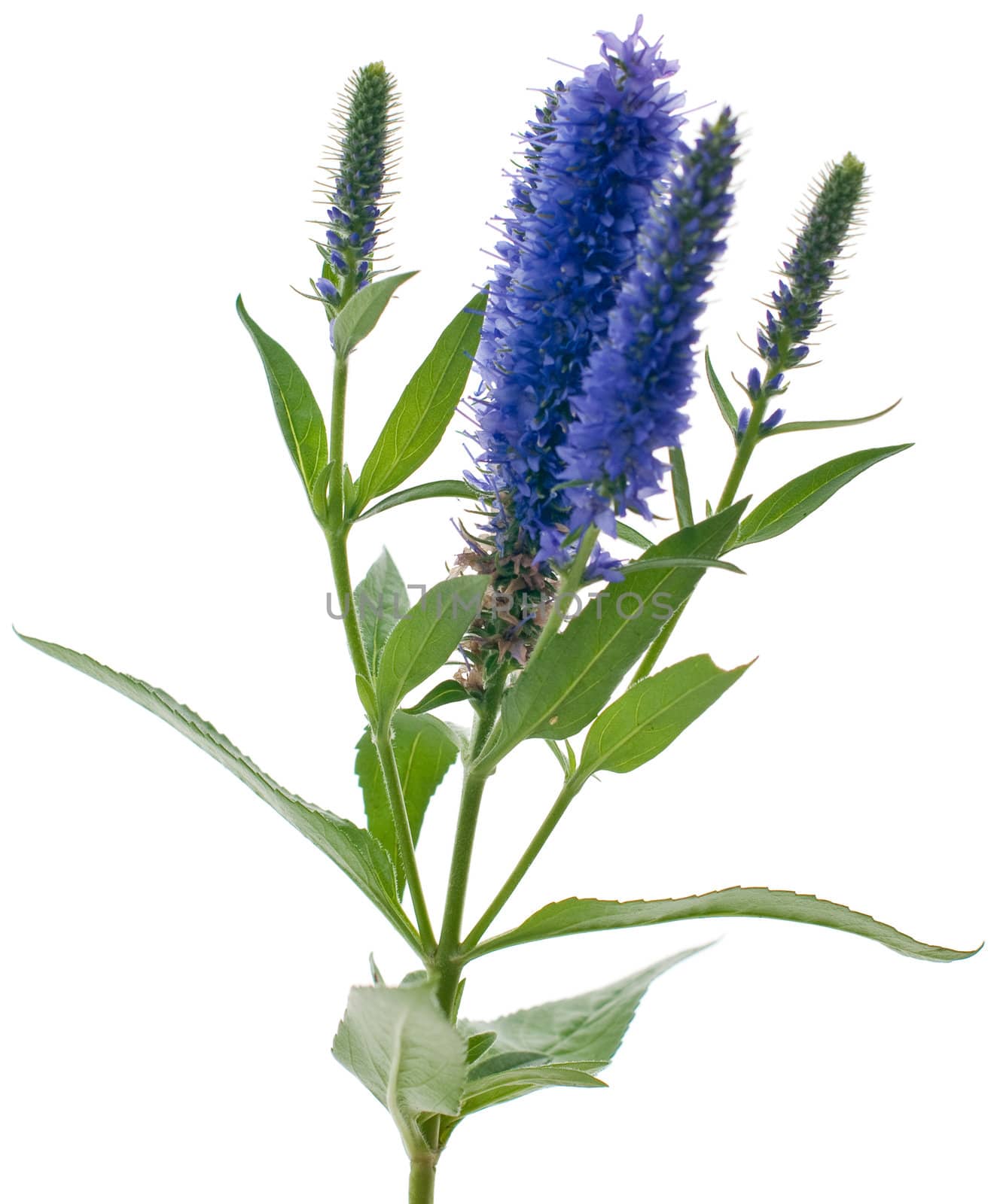 Veronica flowering spikes, isolated on white background.