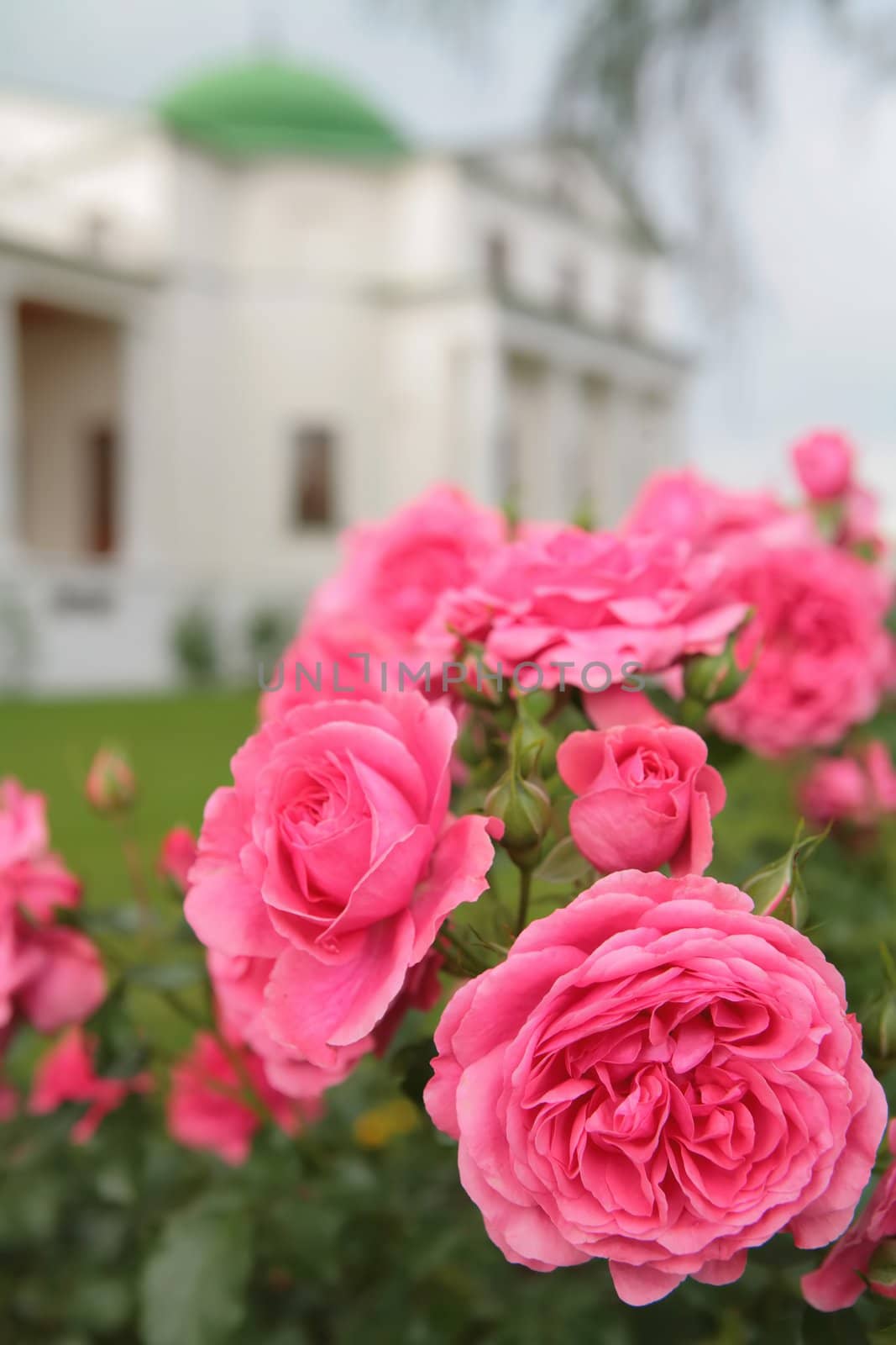 town garden, luxurious blossom of the  rosebush on background of the old-time building