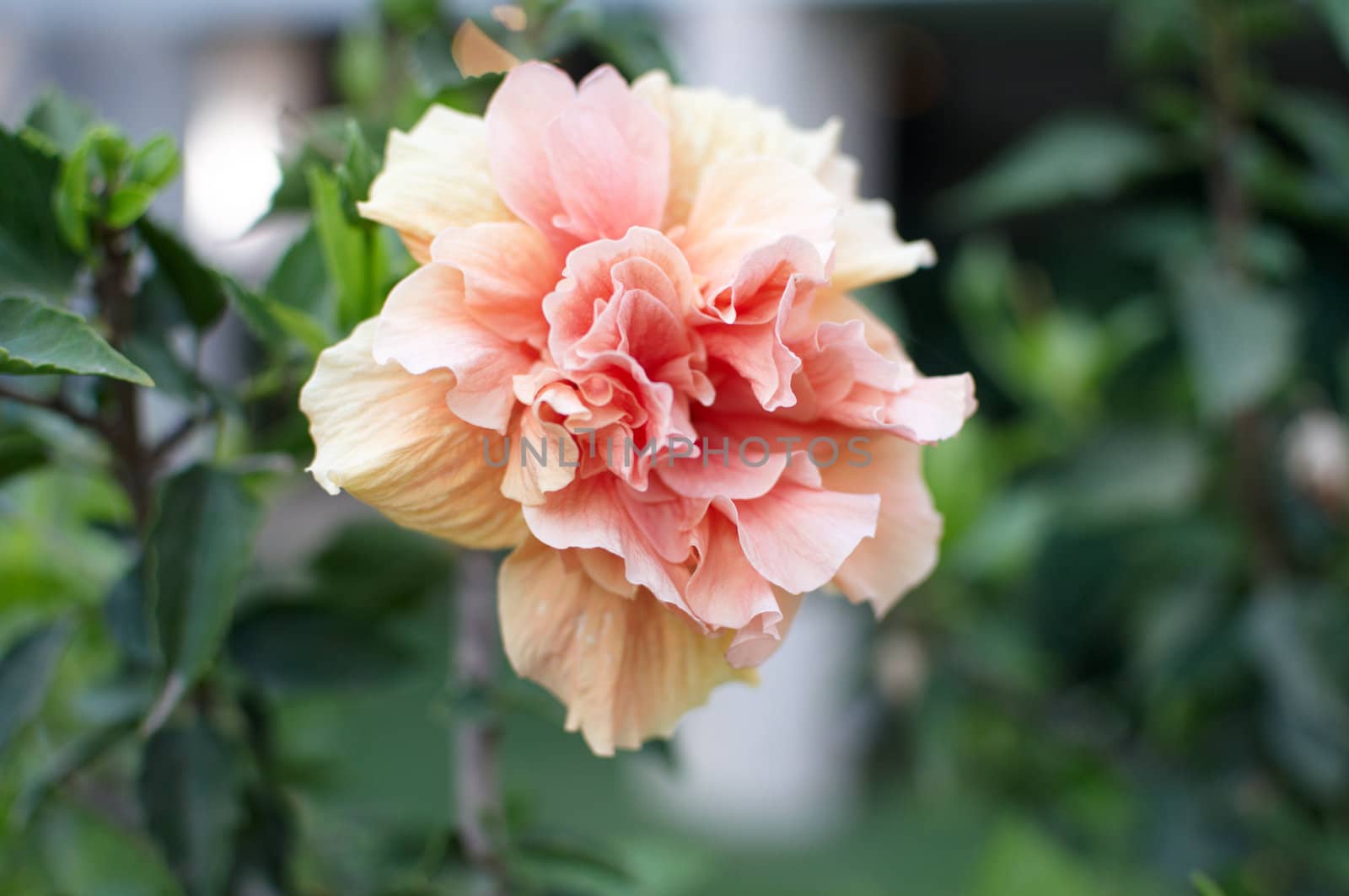 Images of tropical hibiscus flowers .

