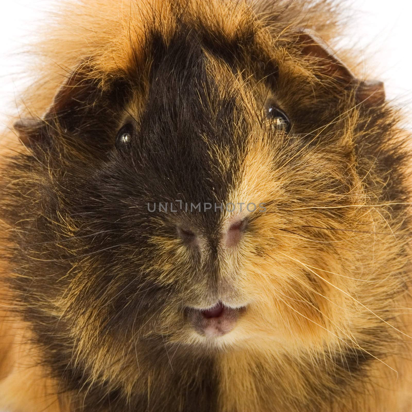 Guinea pig on white background