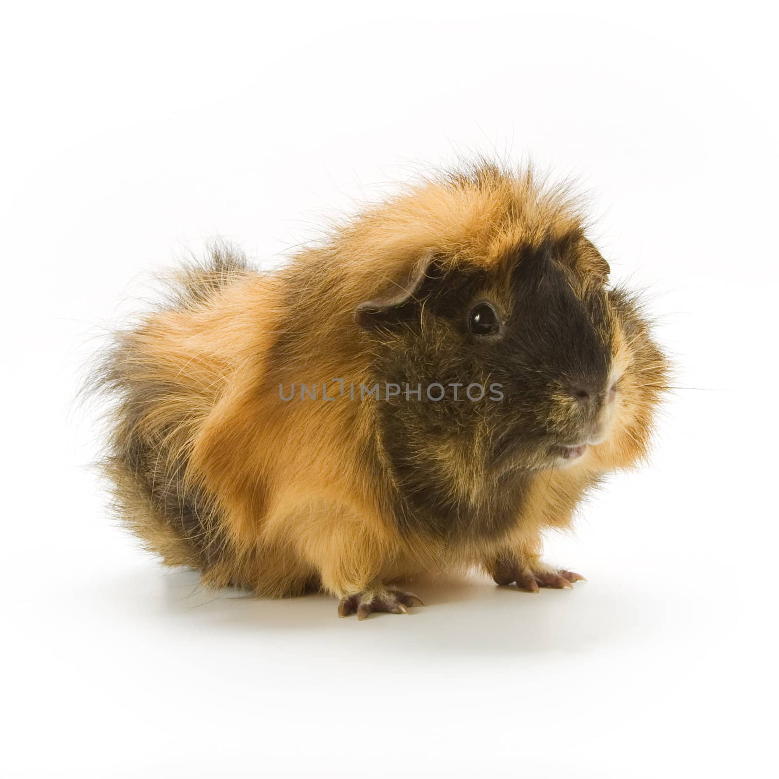 Guinea pig on white background