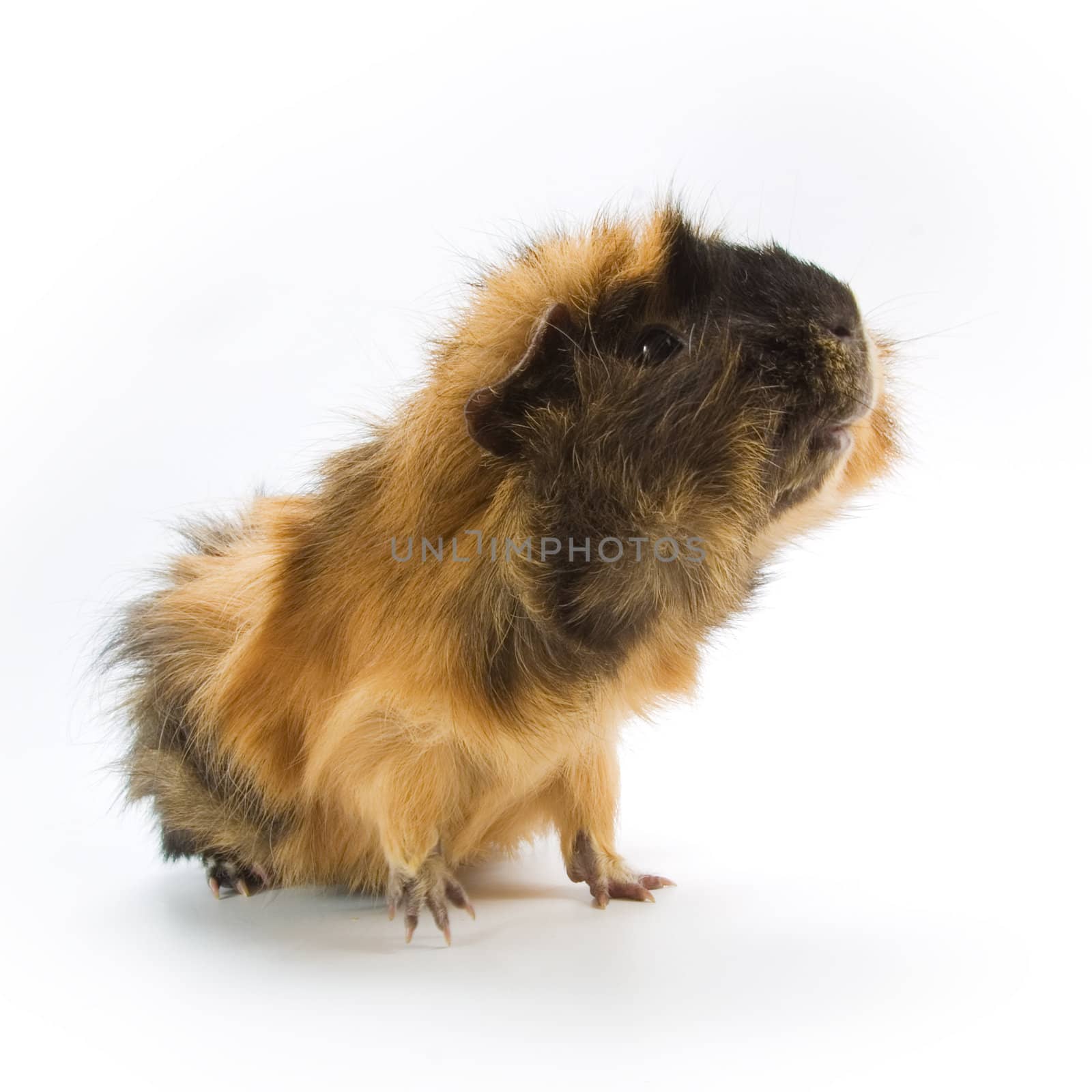 Guinea pig on white background