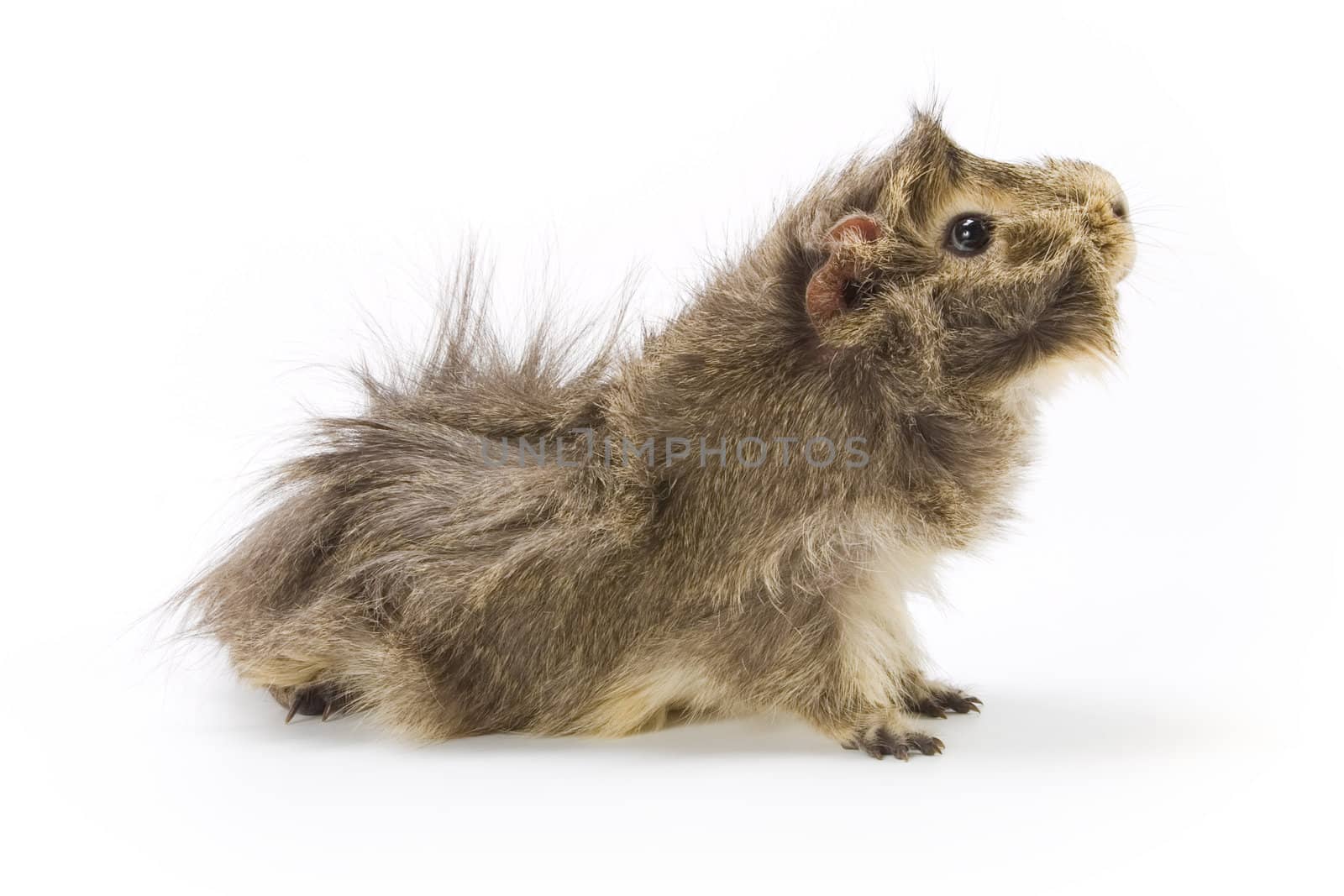 Guinea pig on white background