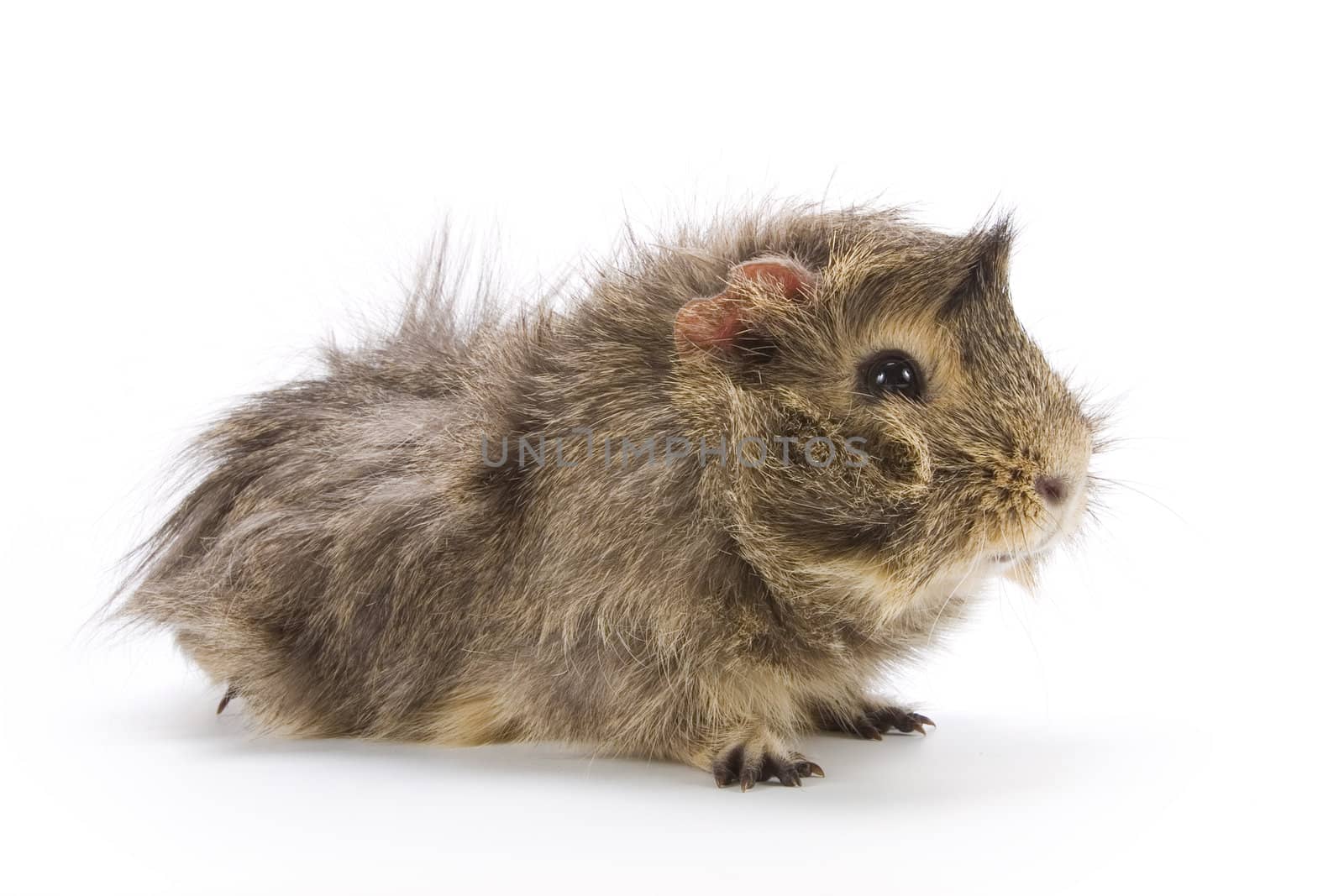 Guinea pig on white background