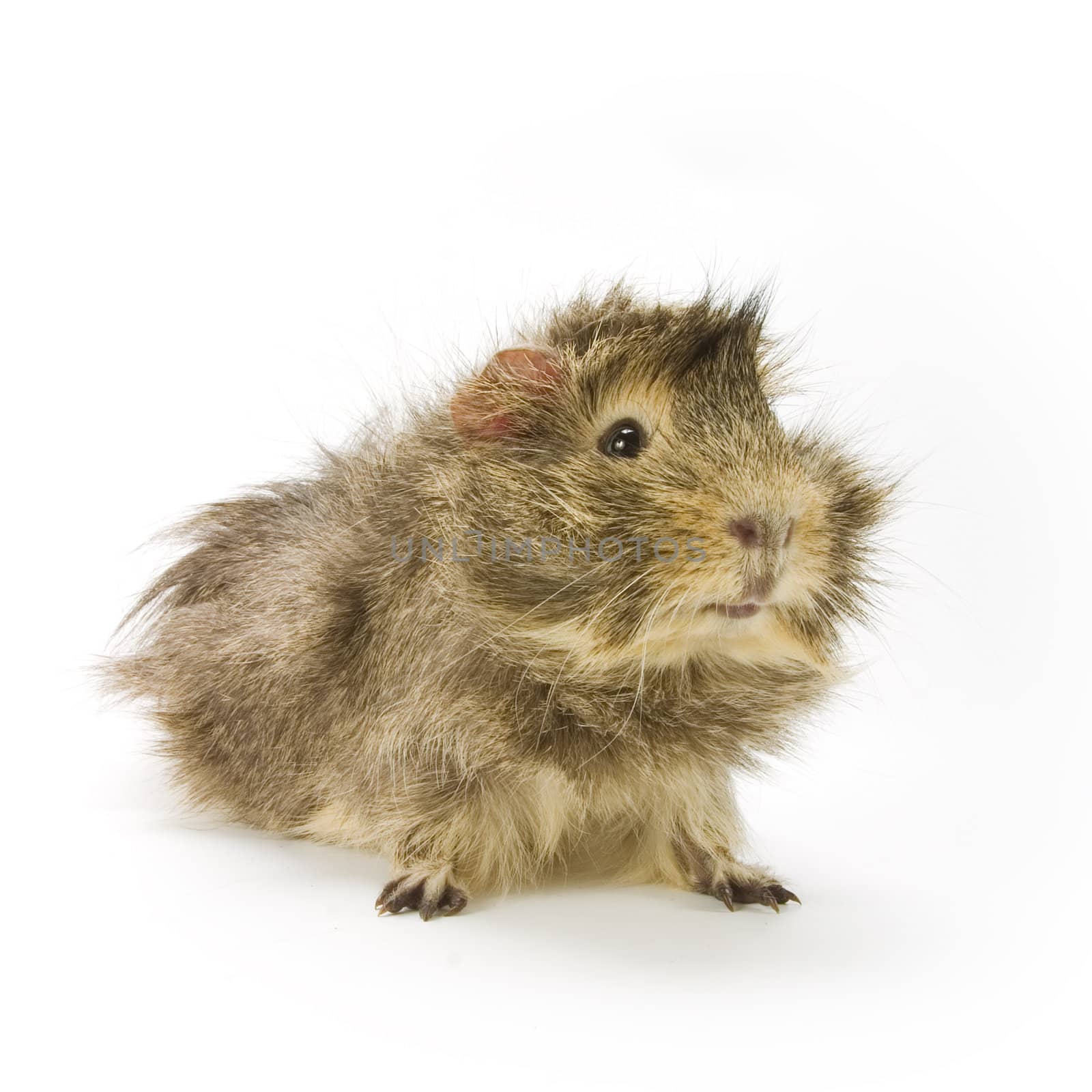 Guinea pig on white background