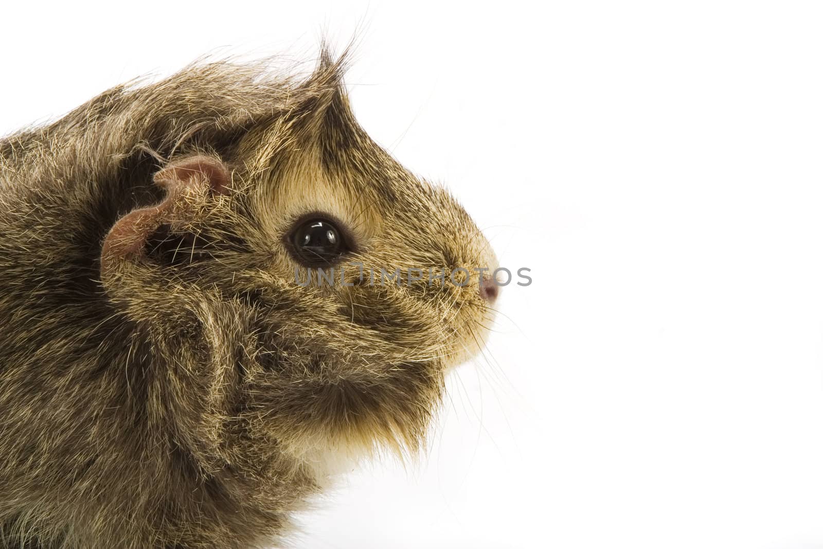 Guinea pig on white background