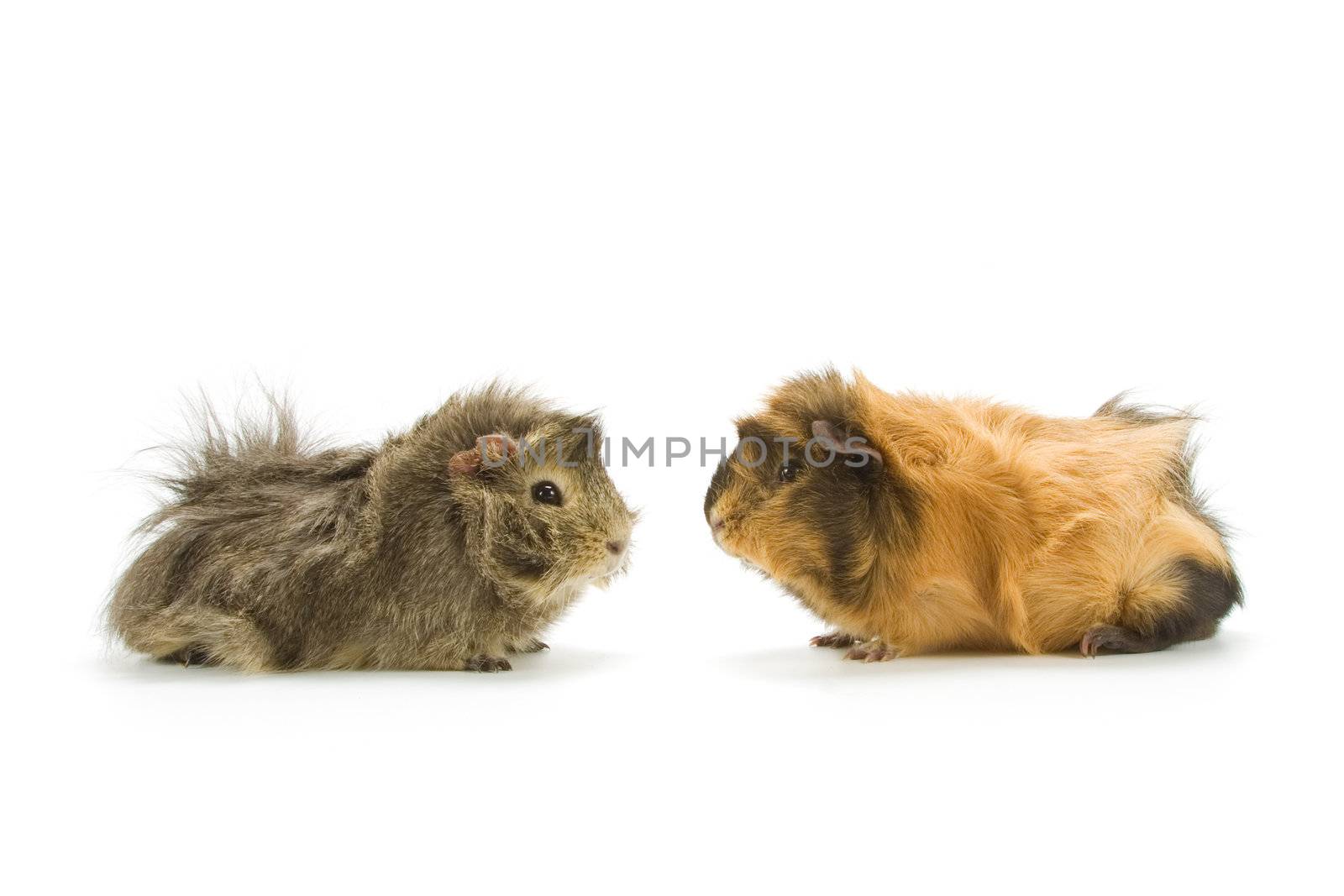 Guinea pigs on white background