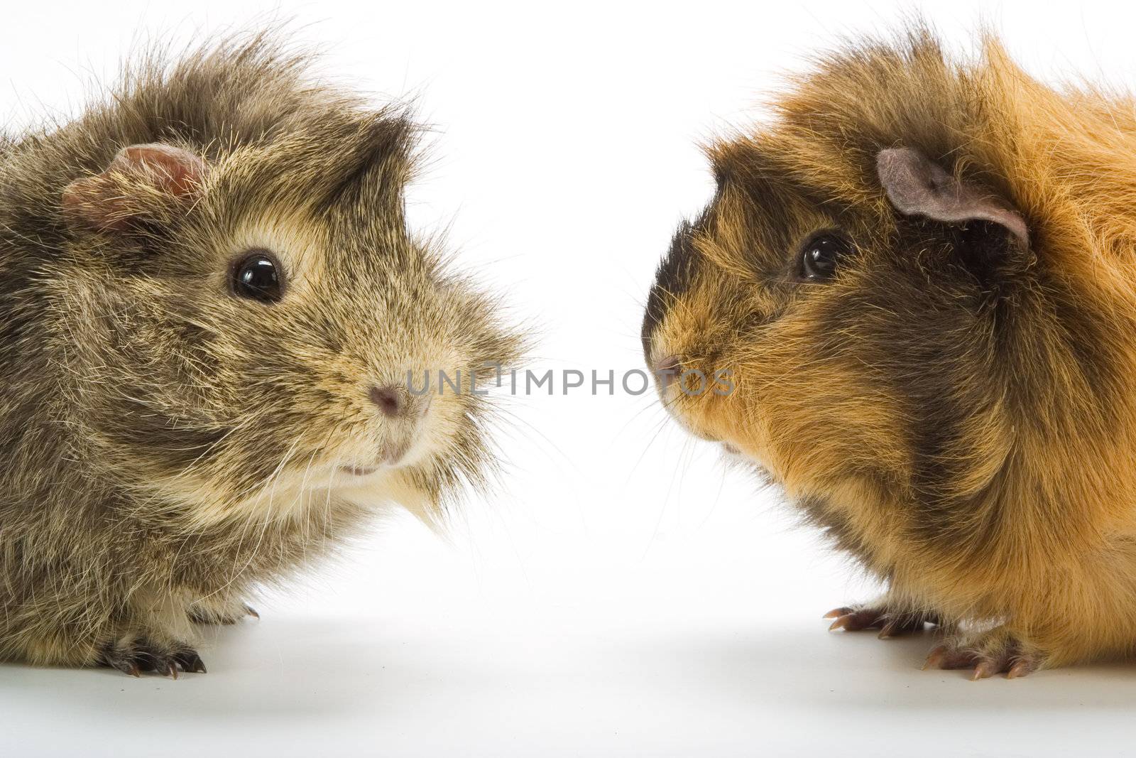 Guinea pigs on white background