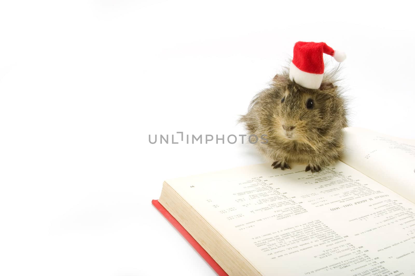 Guinea pig wearing a santa hat and reading a book