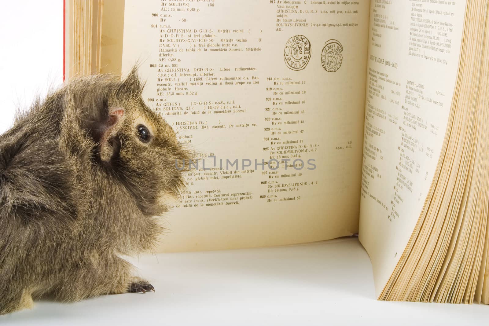 Guinea pig reading a book