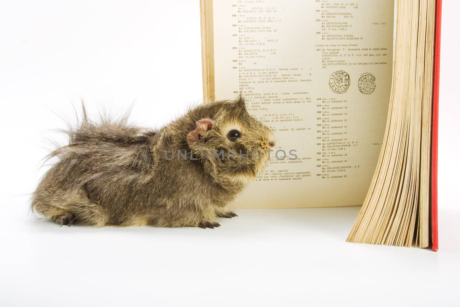 Guinea pig reading a book