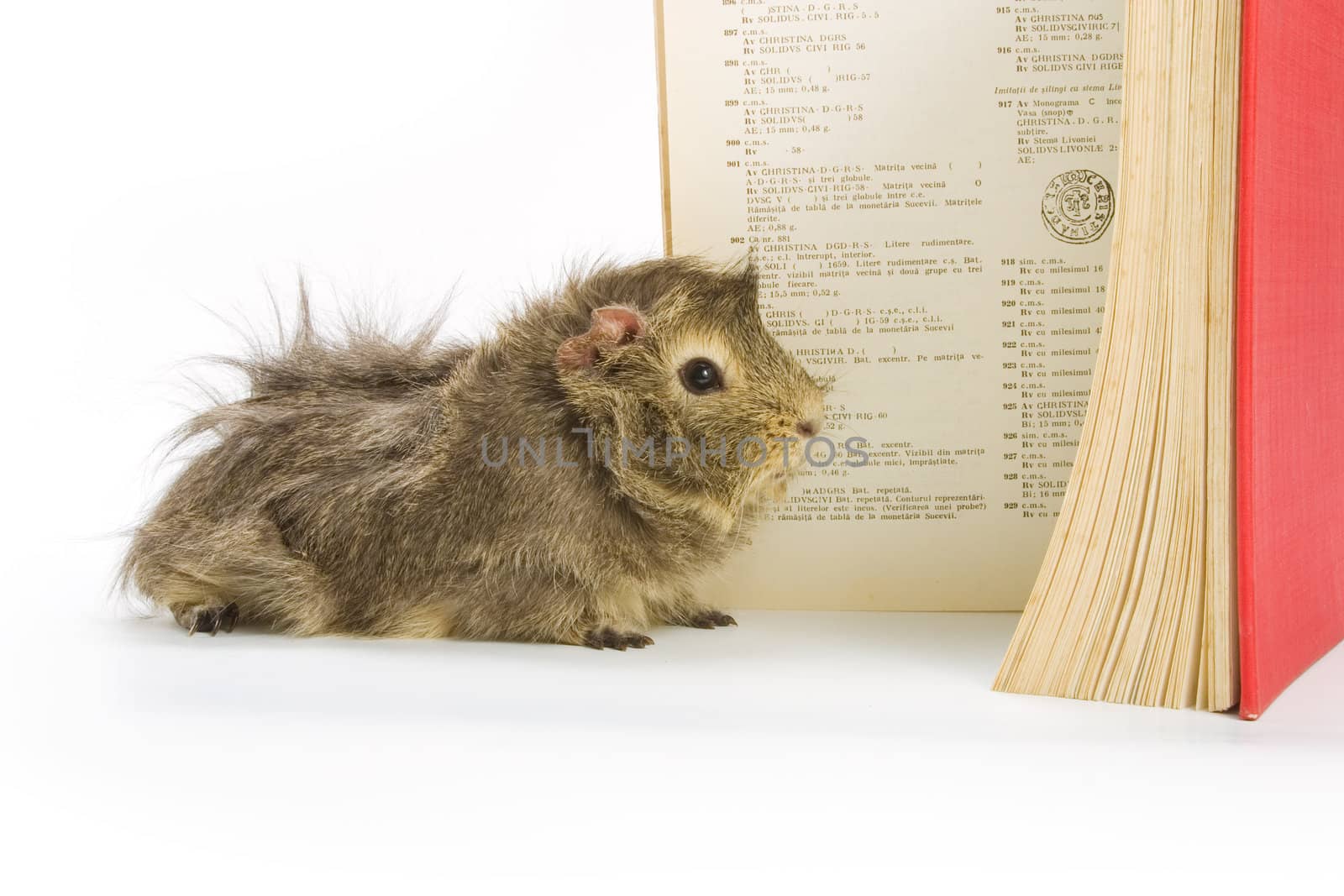 Guinea pig reading a book