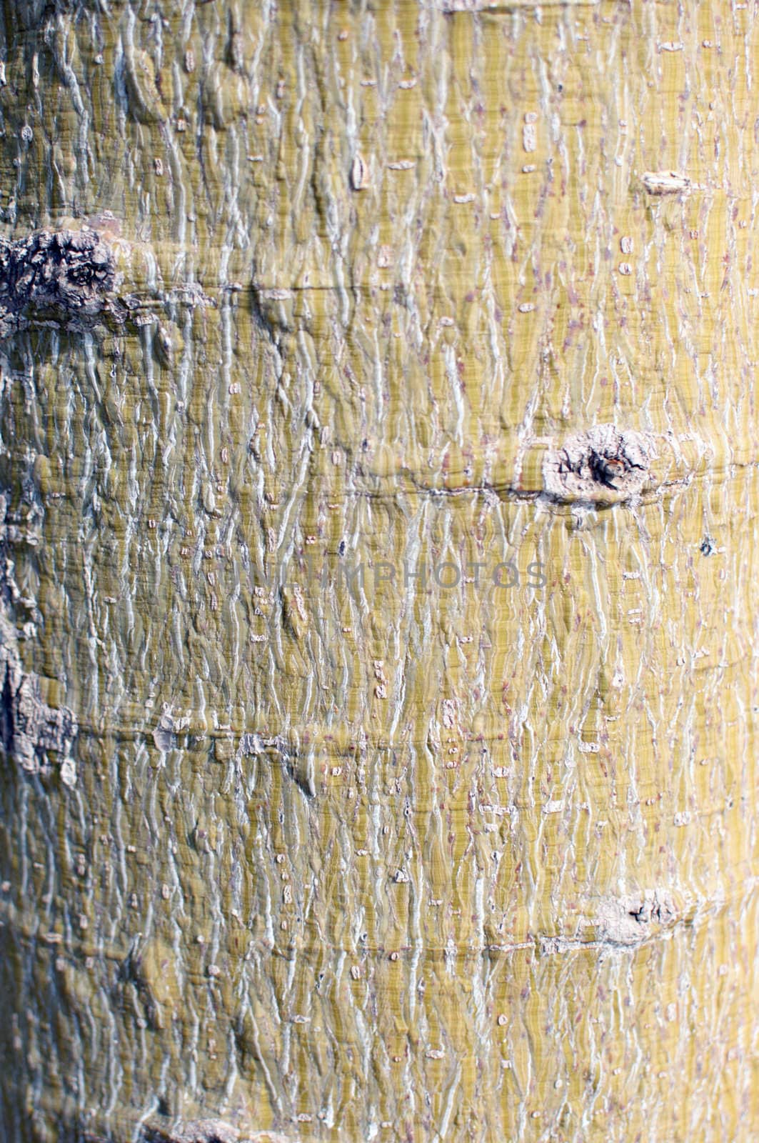 The tree bark texture background .