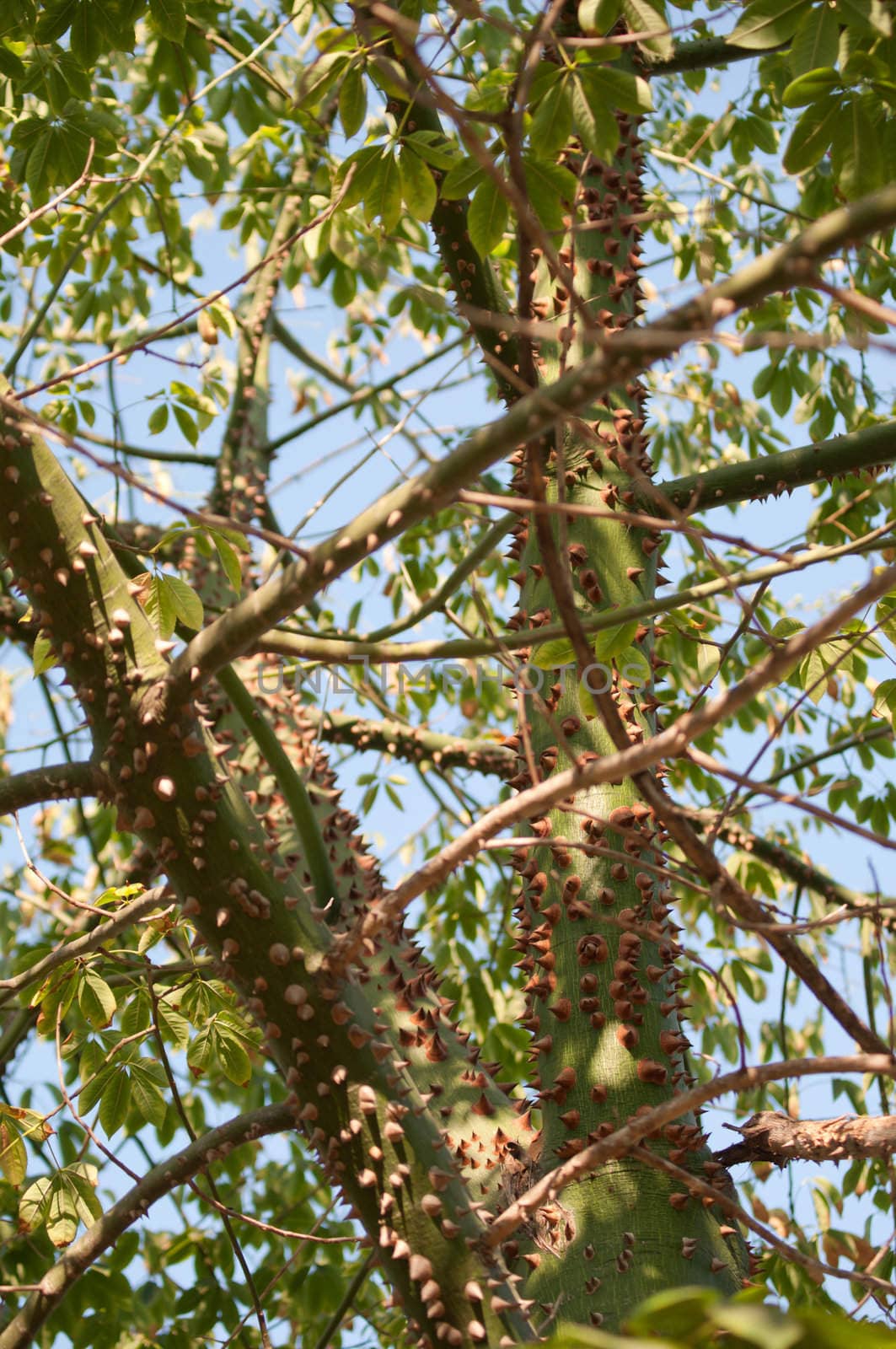 The tree Chorisia speciosa . by karasikvitaliy