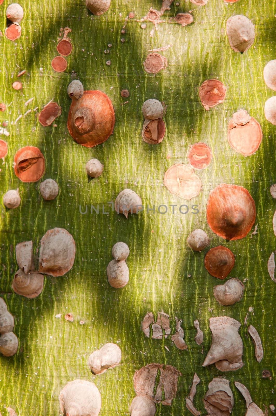 The bark of the South African tree Chorisia speciosa with thorns .