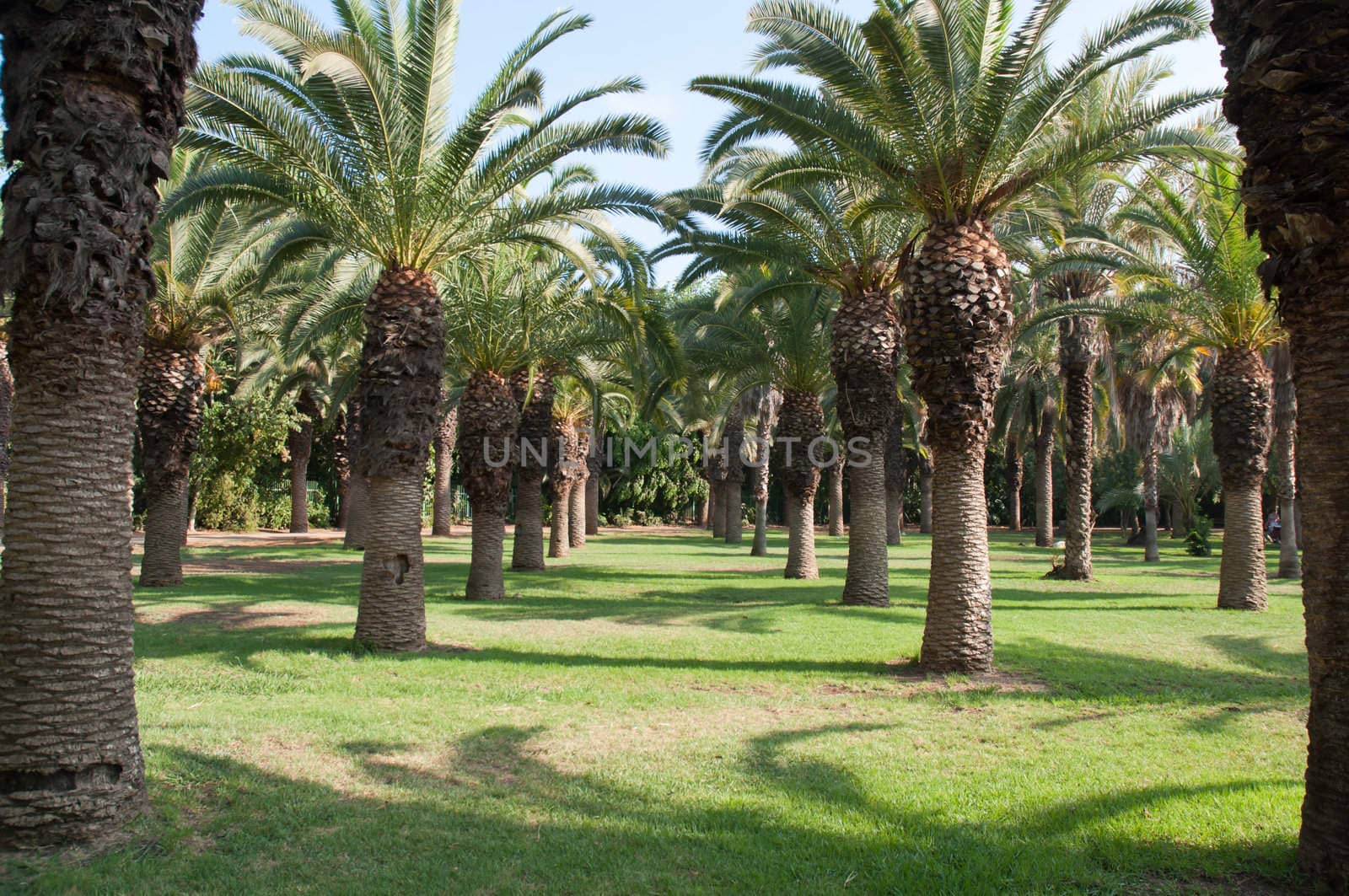 Image date palms grove of trees.